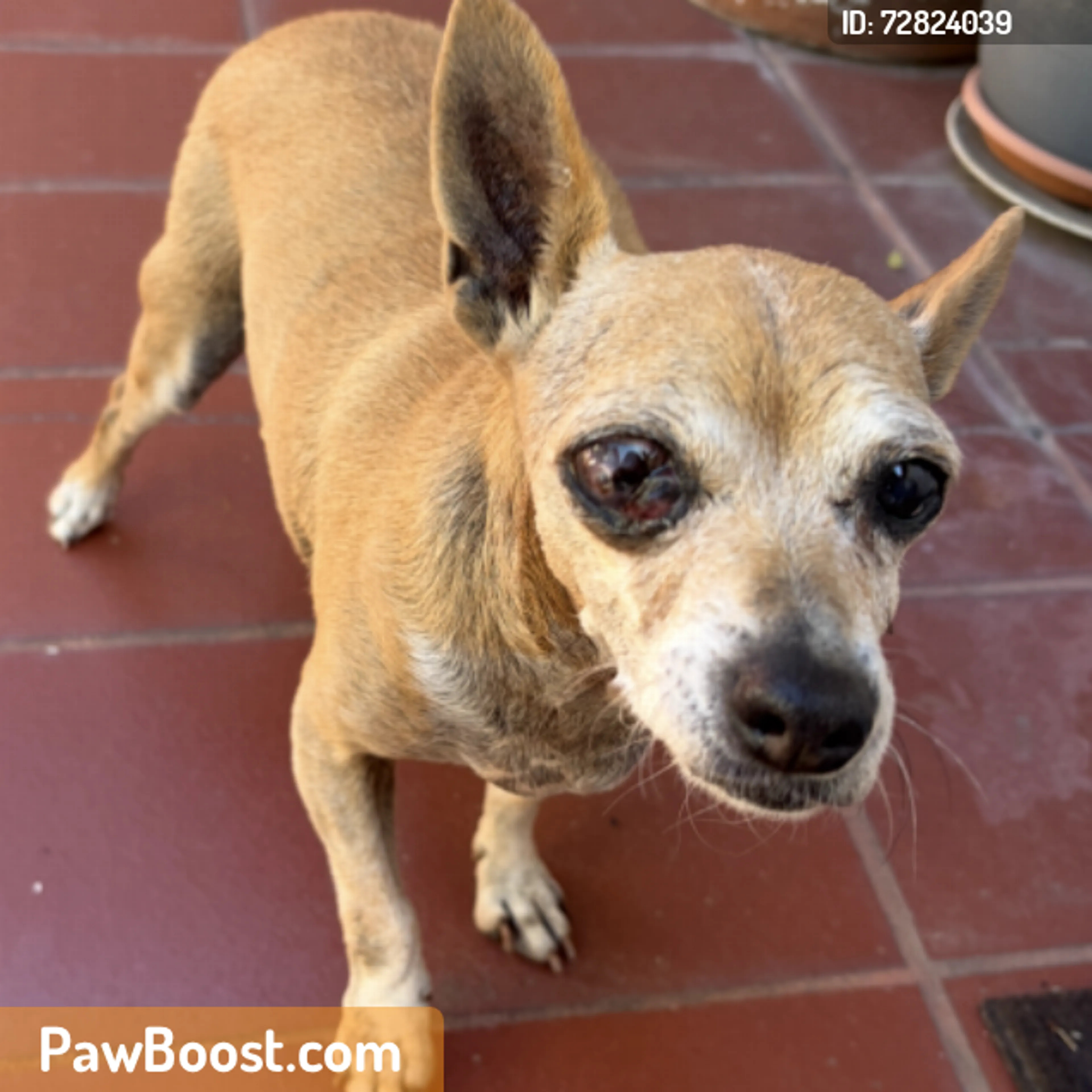 Found pet