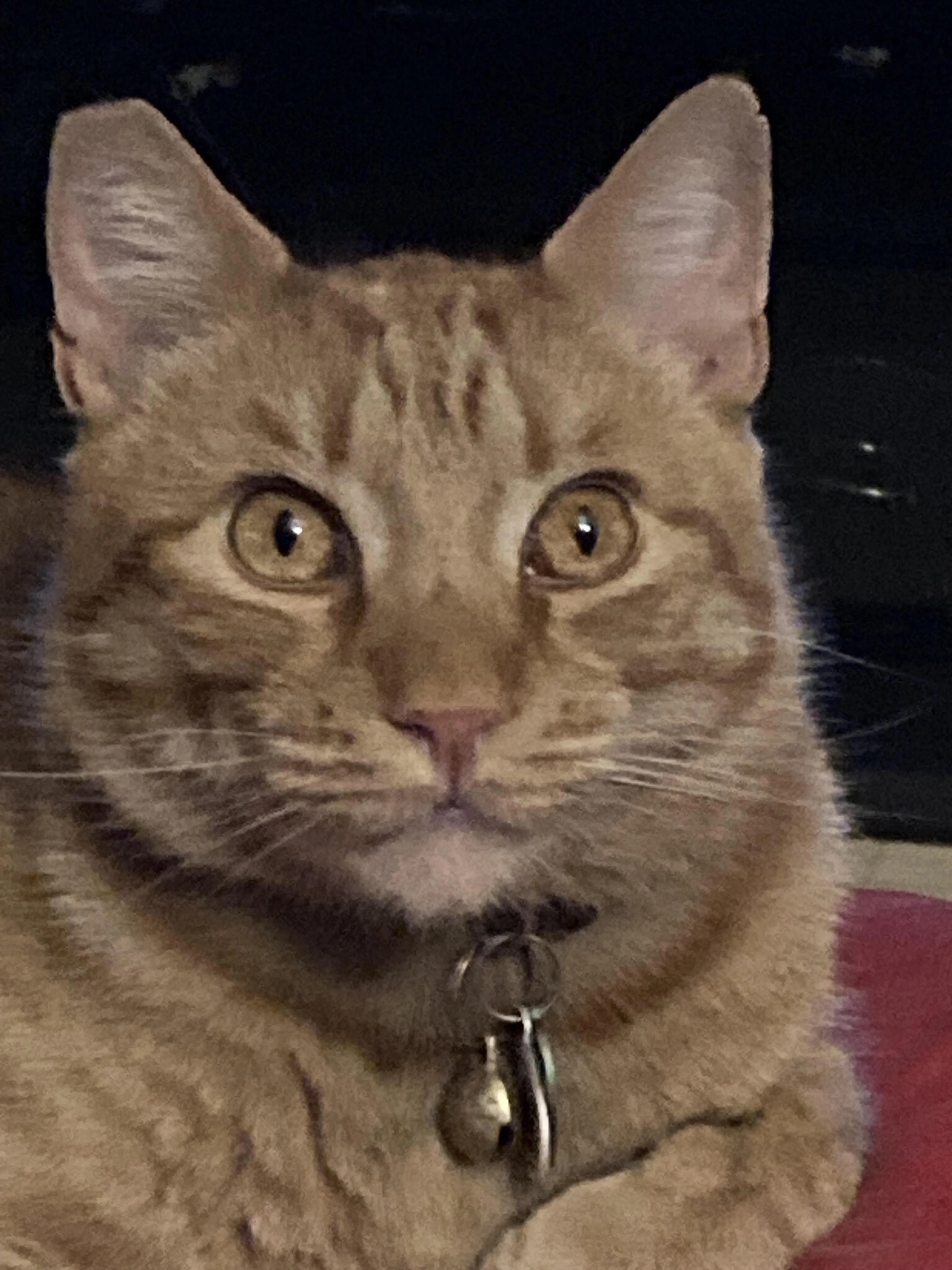Lost pet