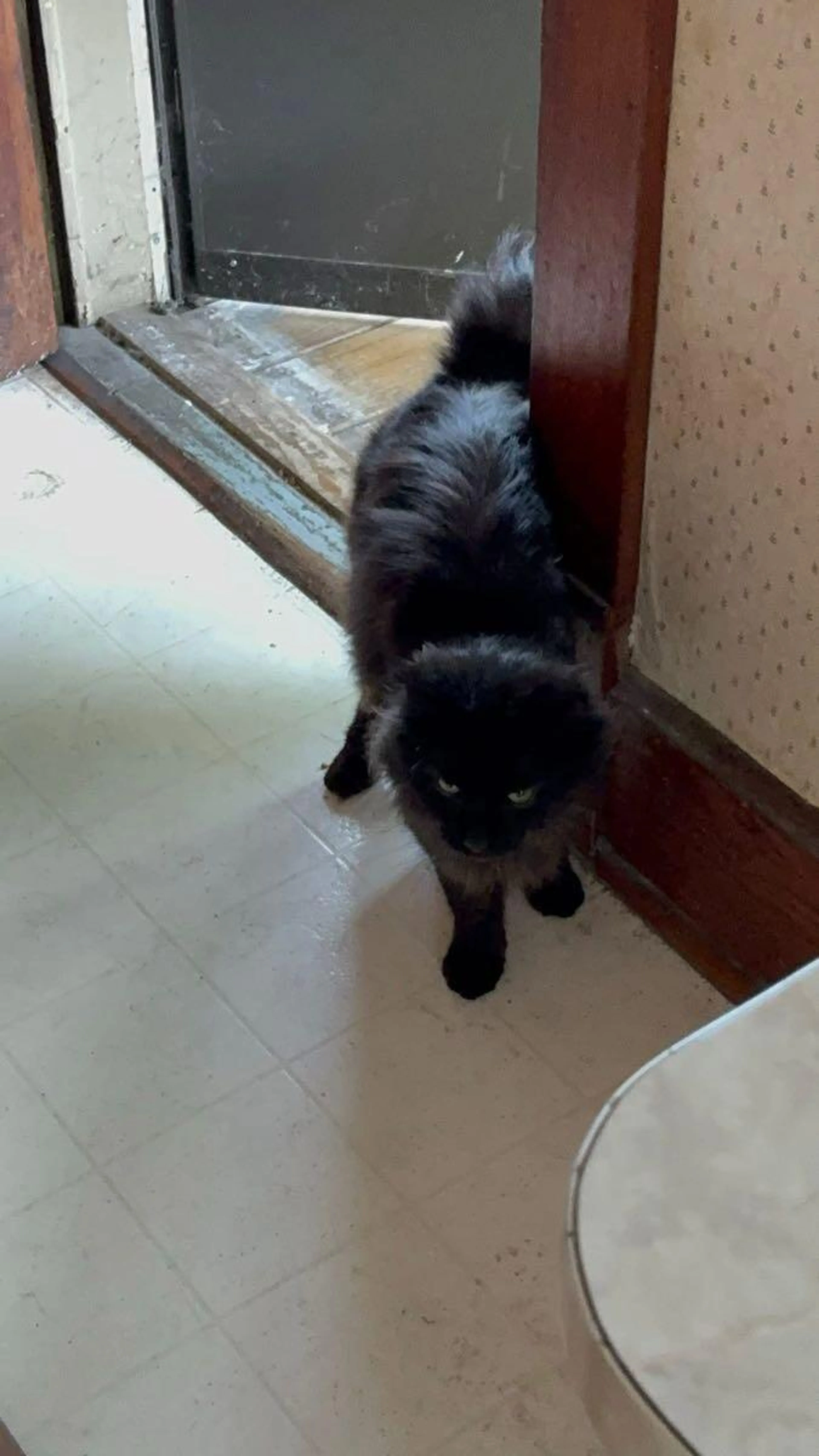 Lost pet