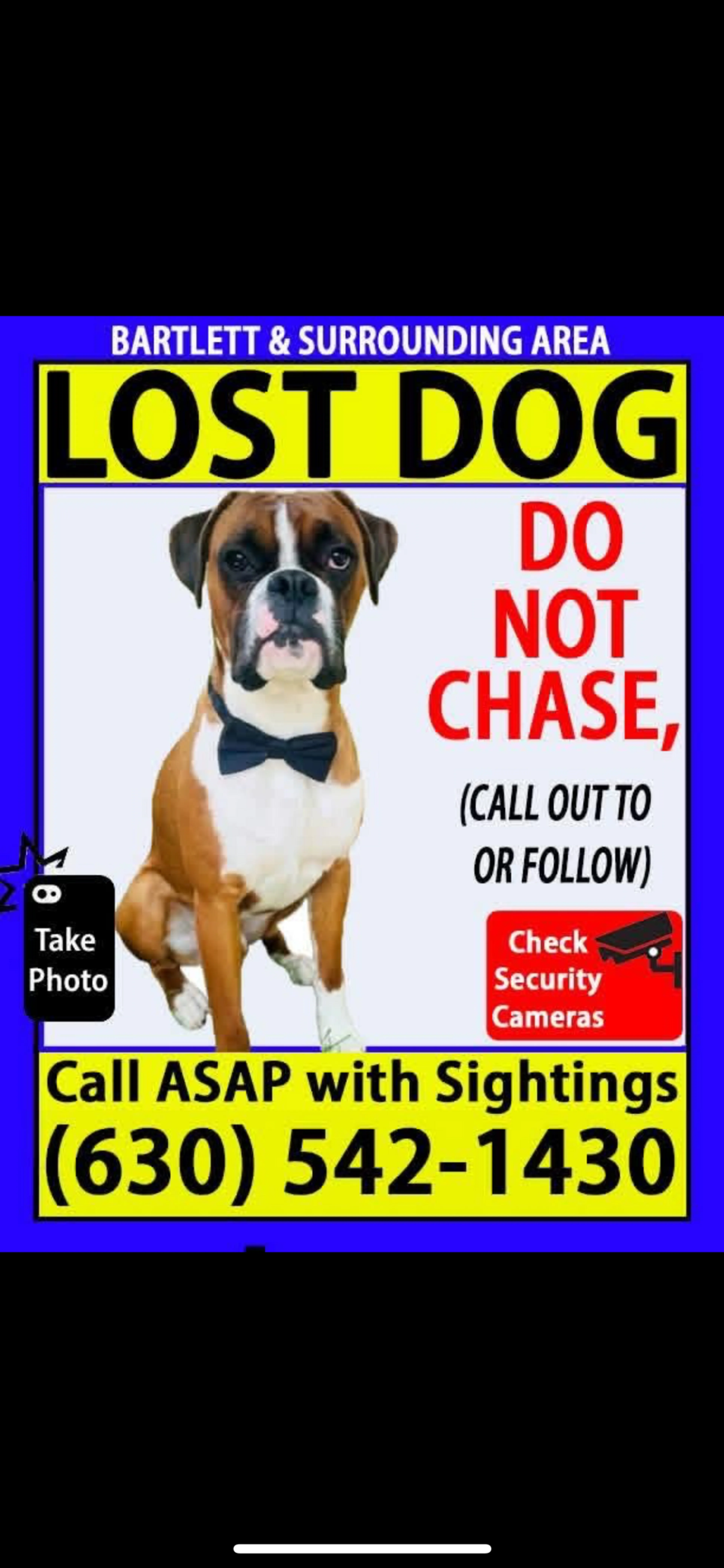 Lost pet