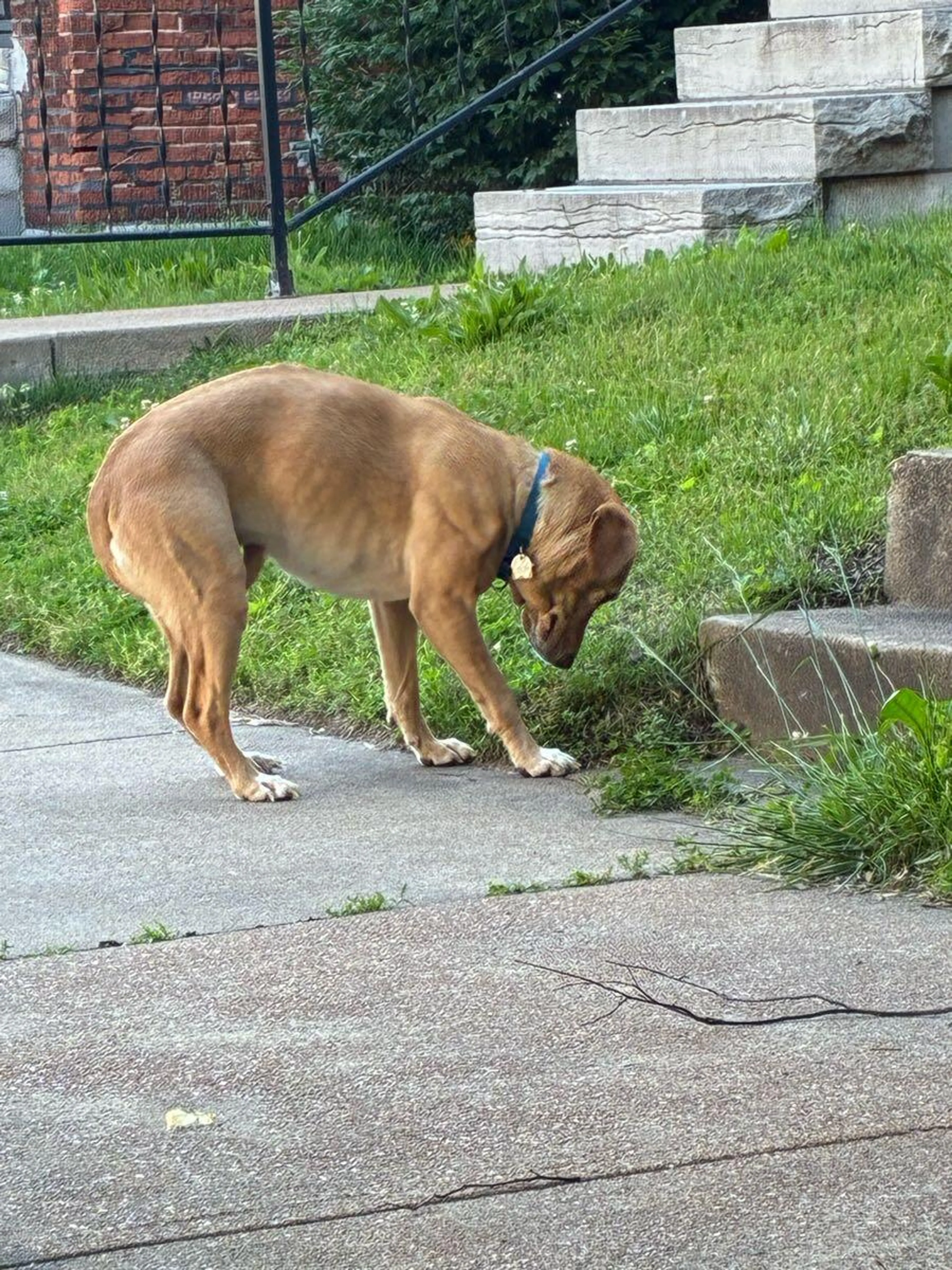 Found pet