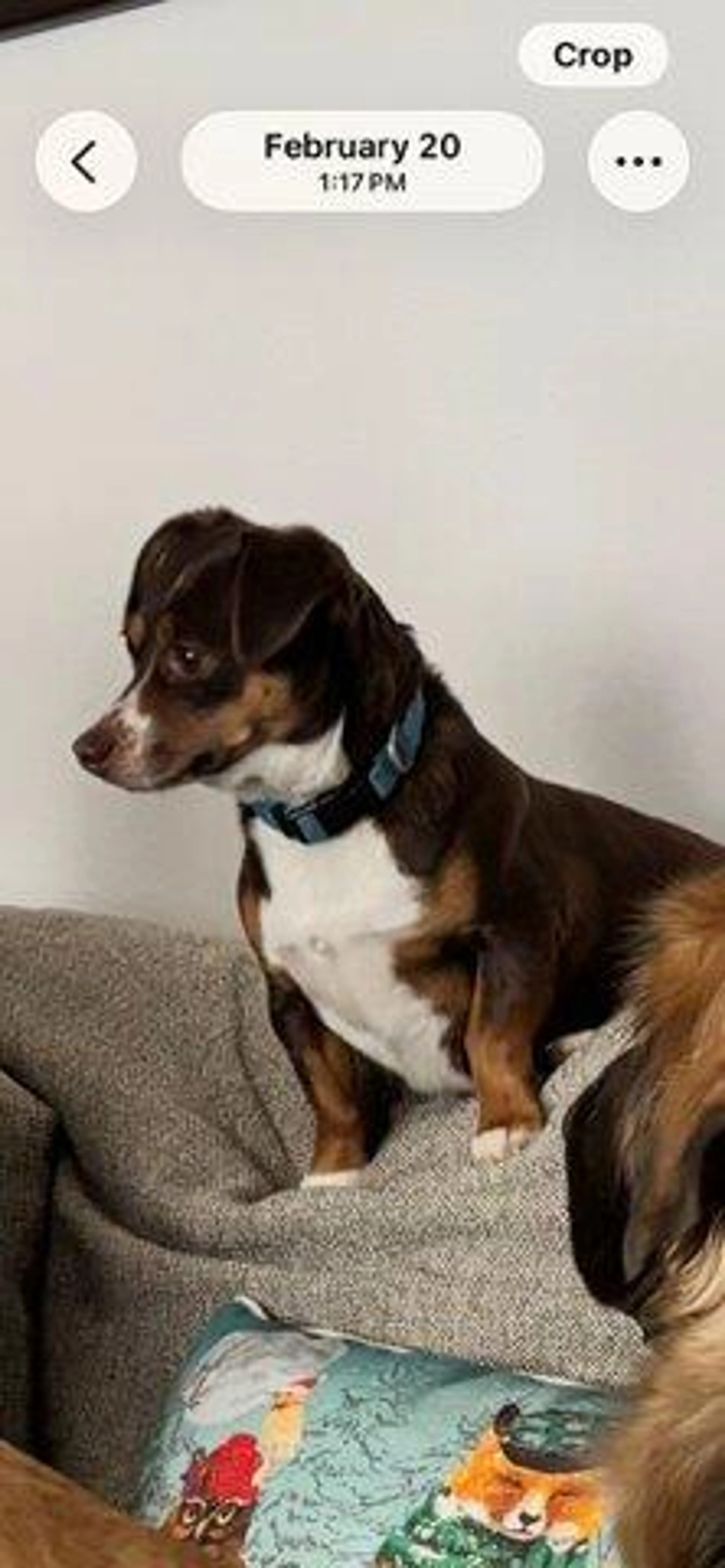 Lost pet