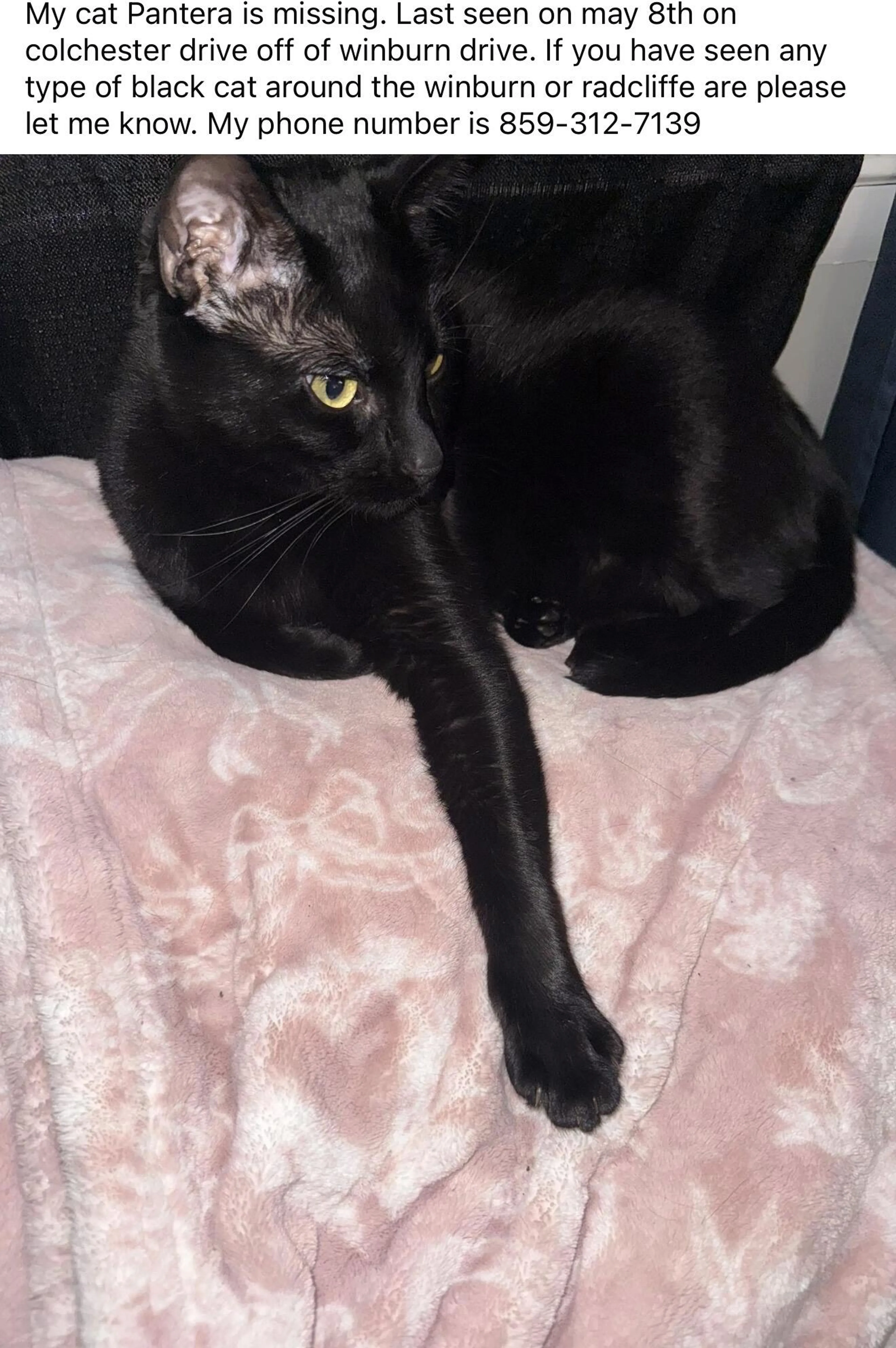 Lost pet