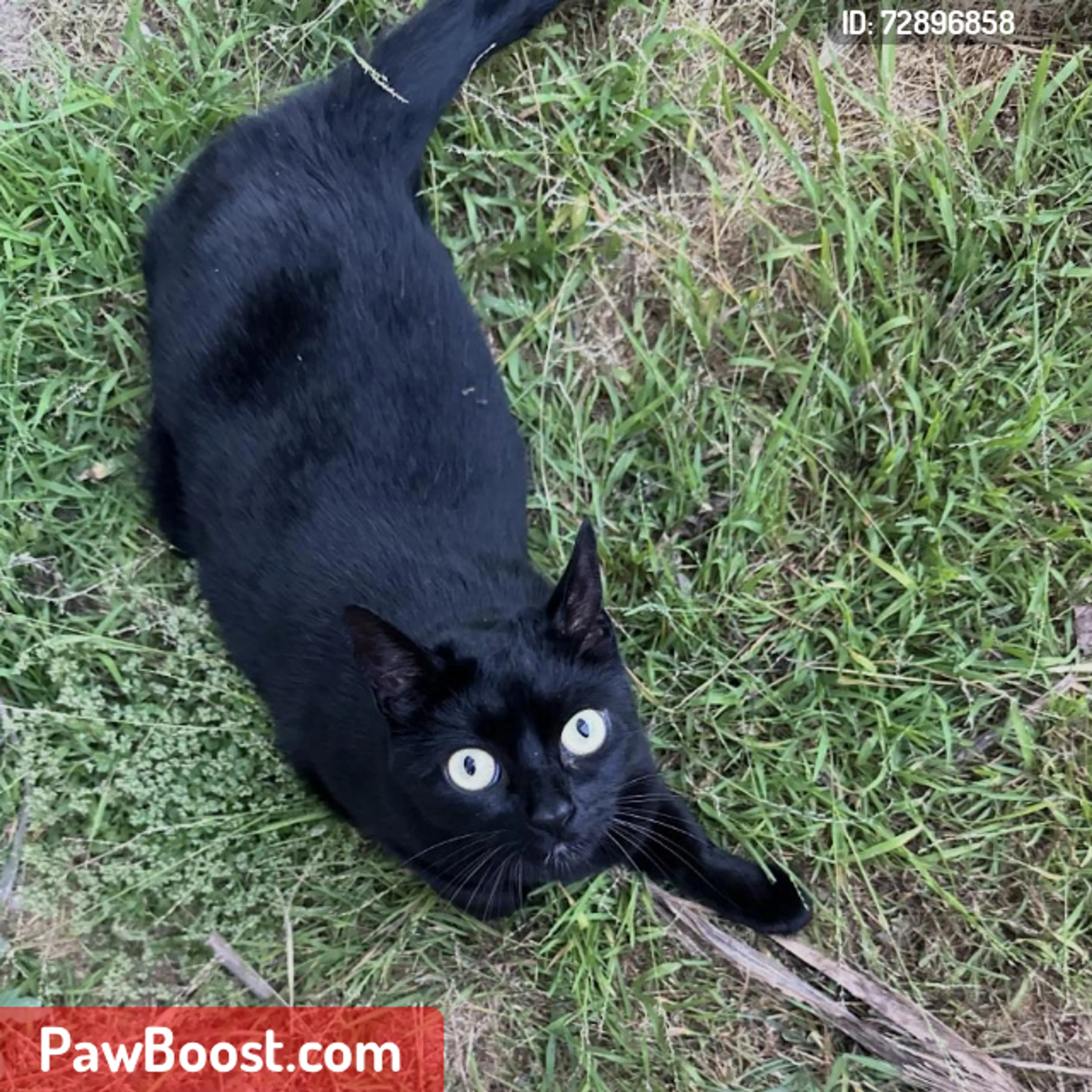 Lost pet