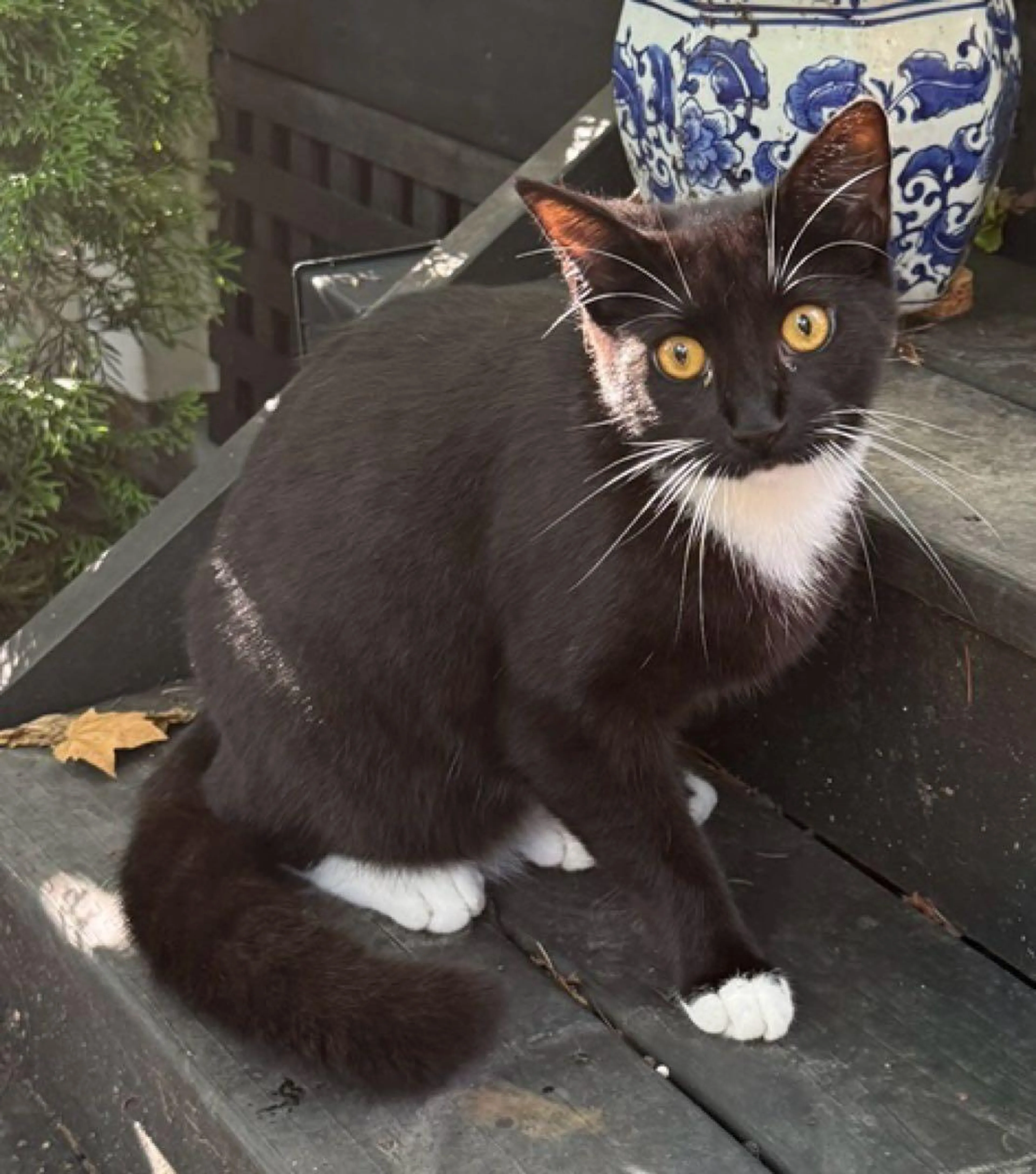 Lost pet