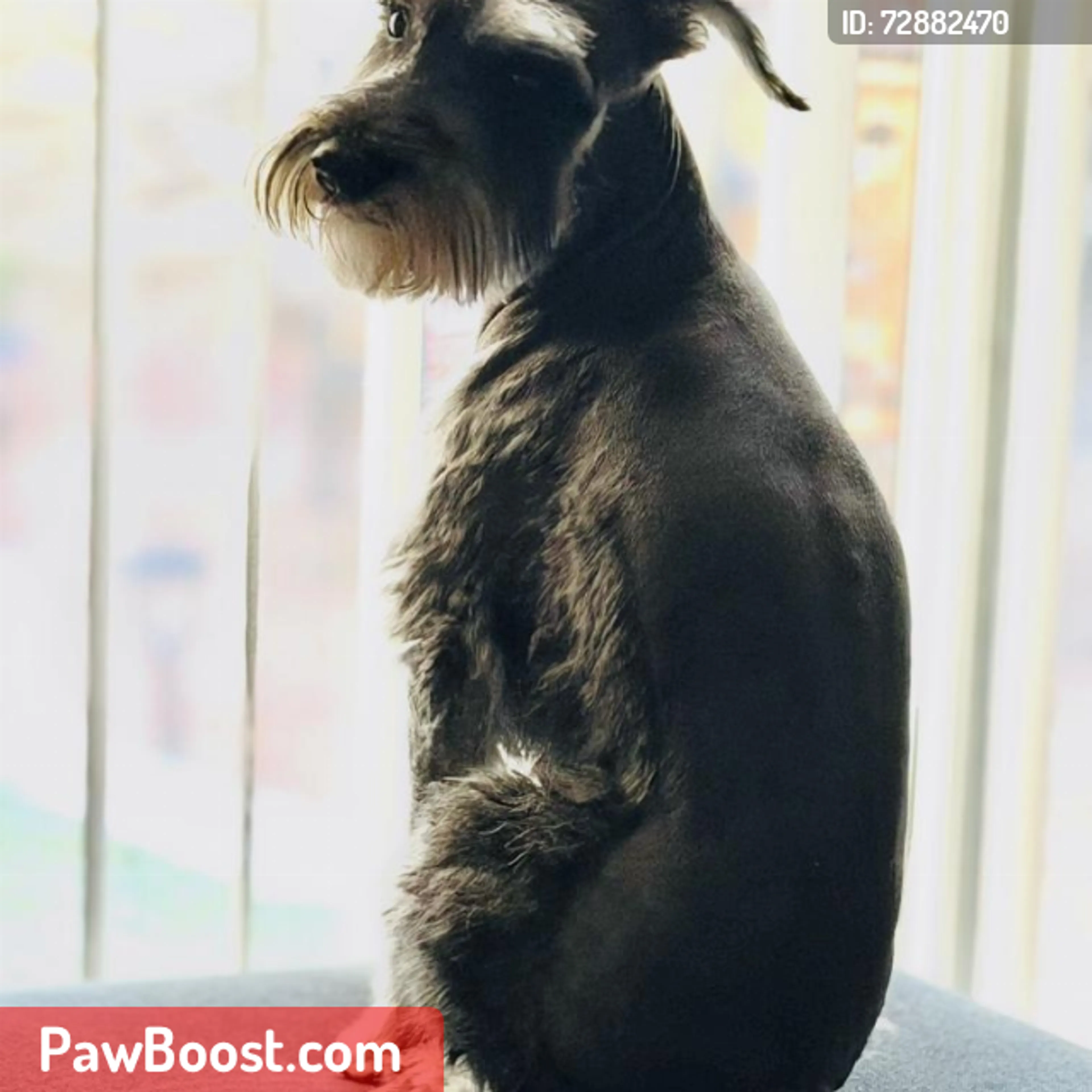 Lost pet
