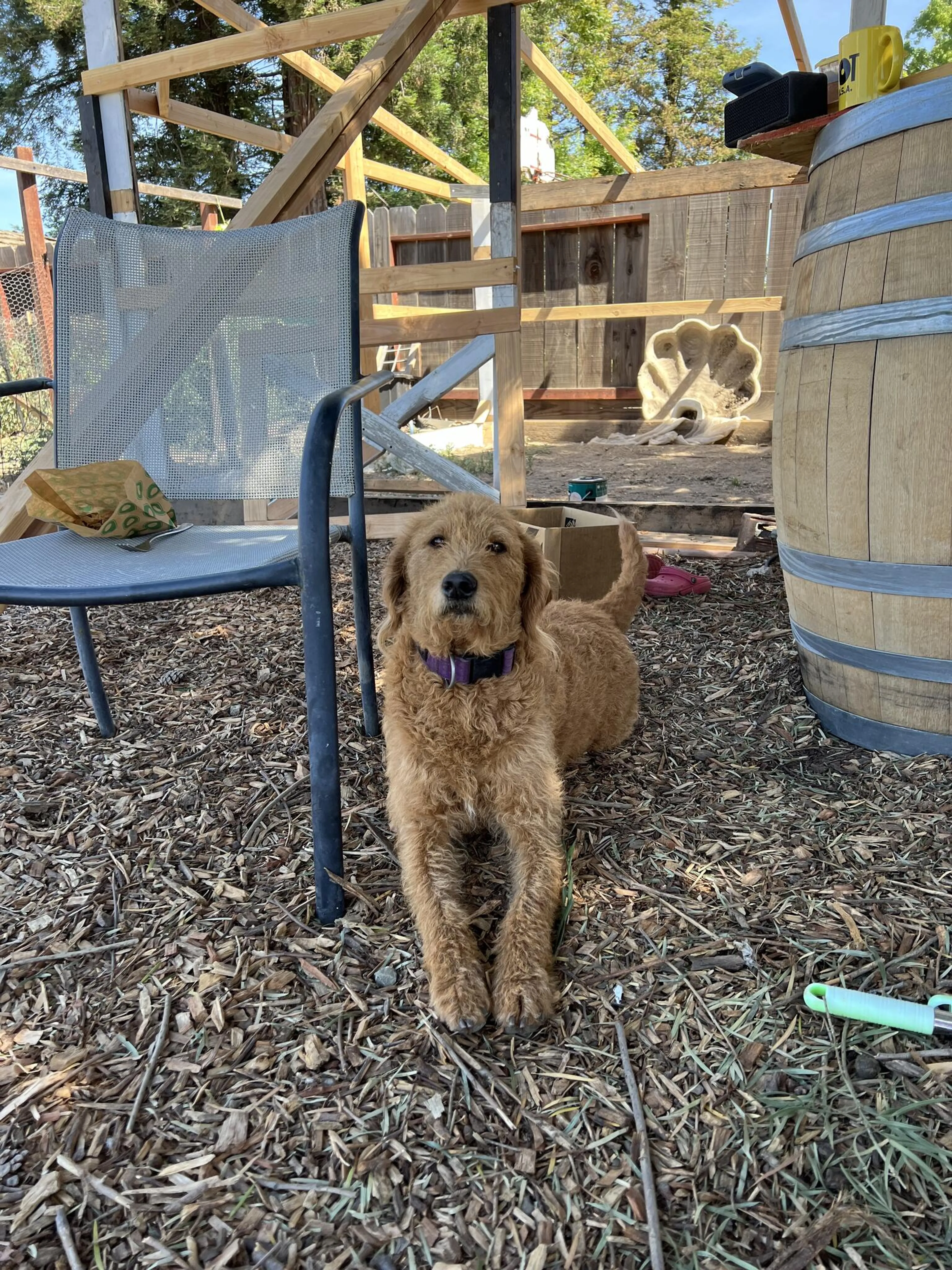 Lost pet