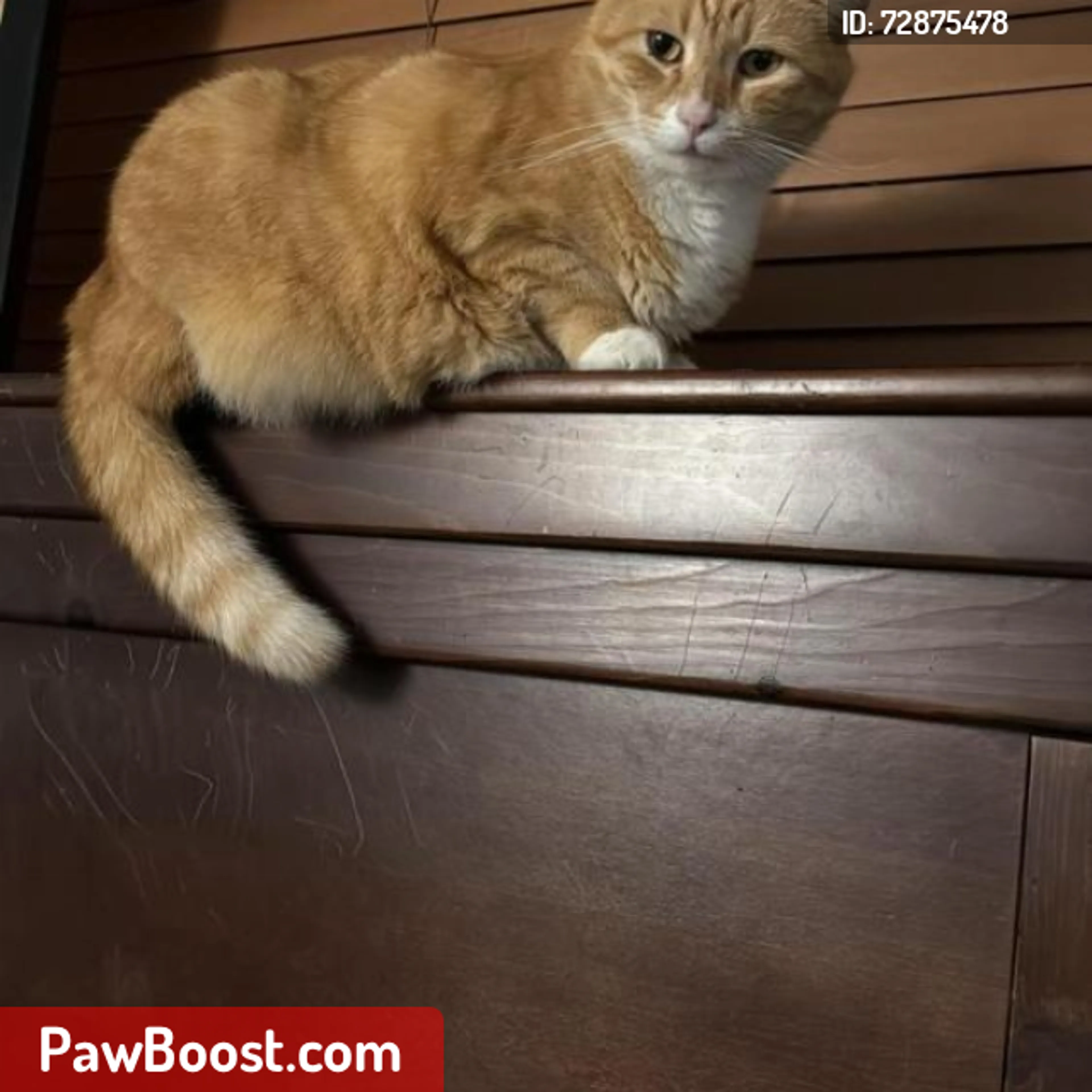 Lost pet