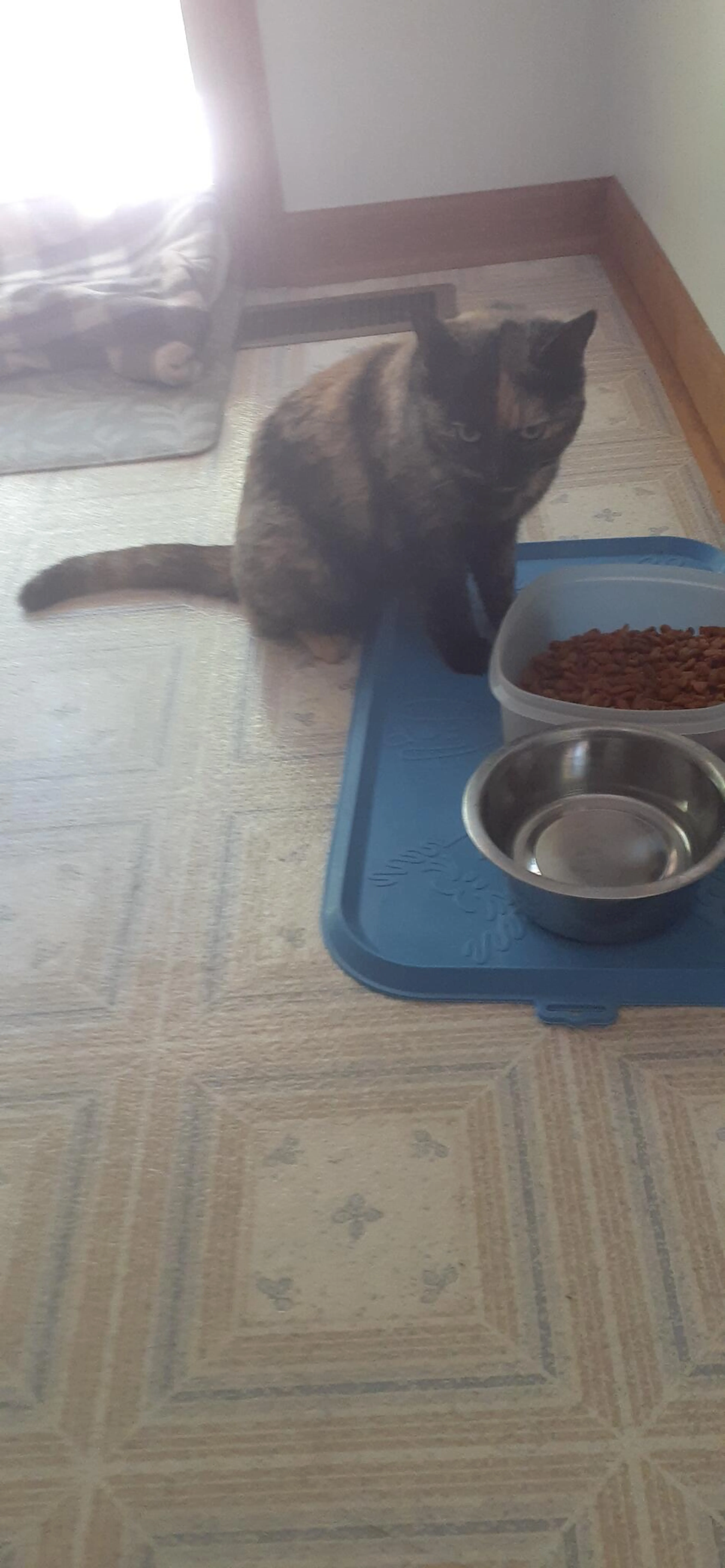 Found pet