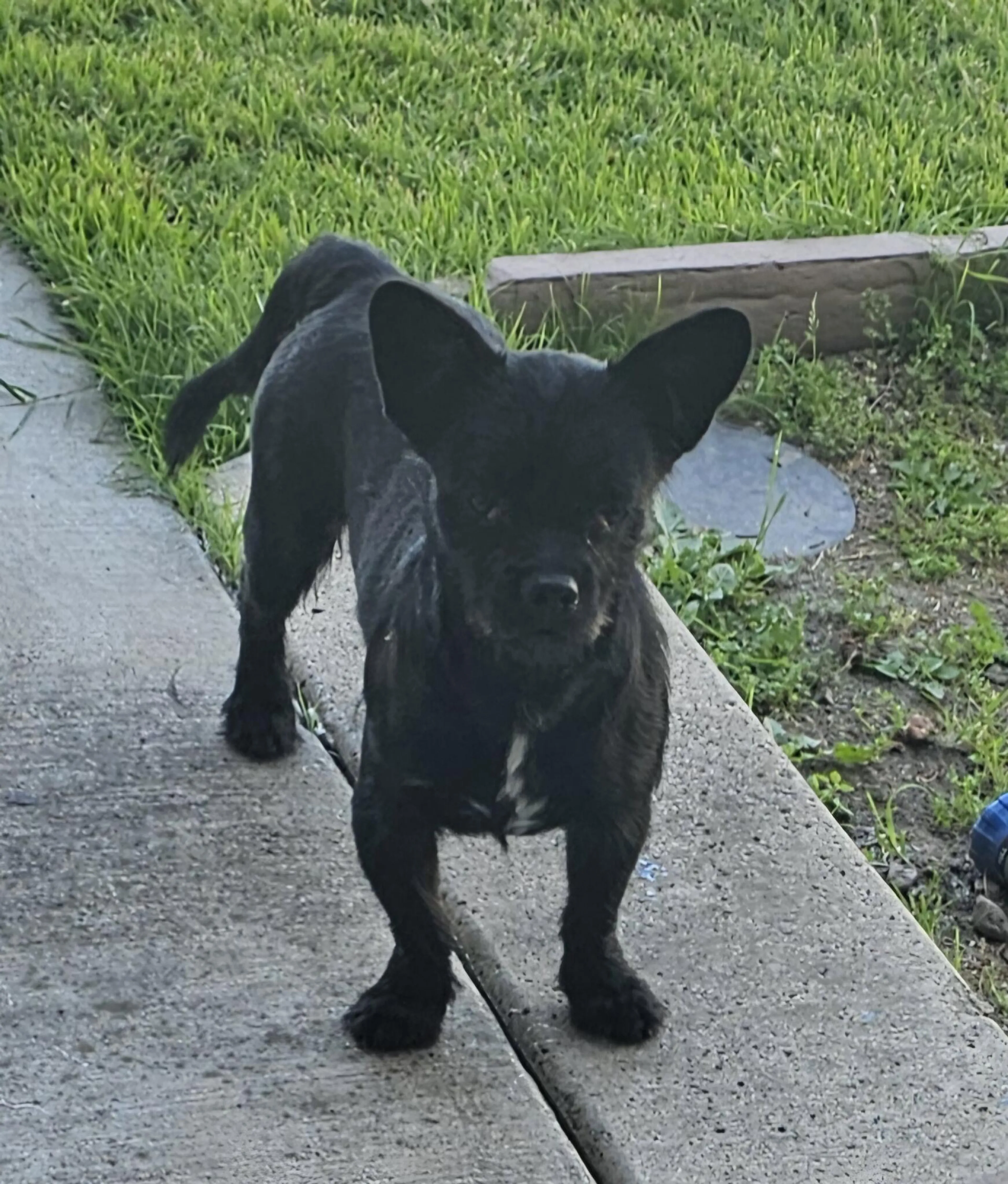 Found pet