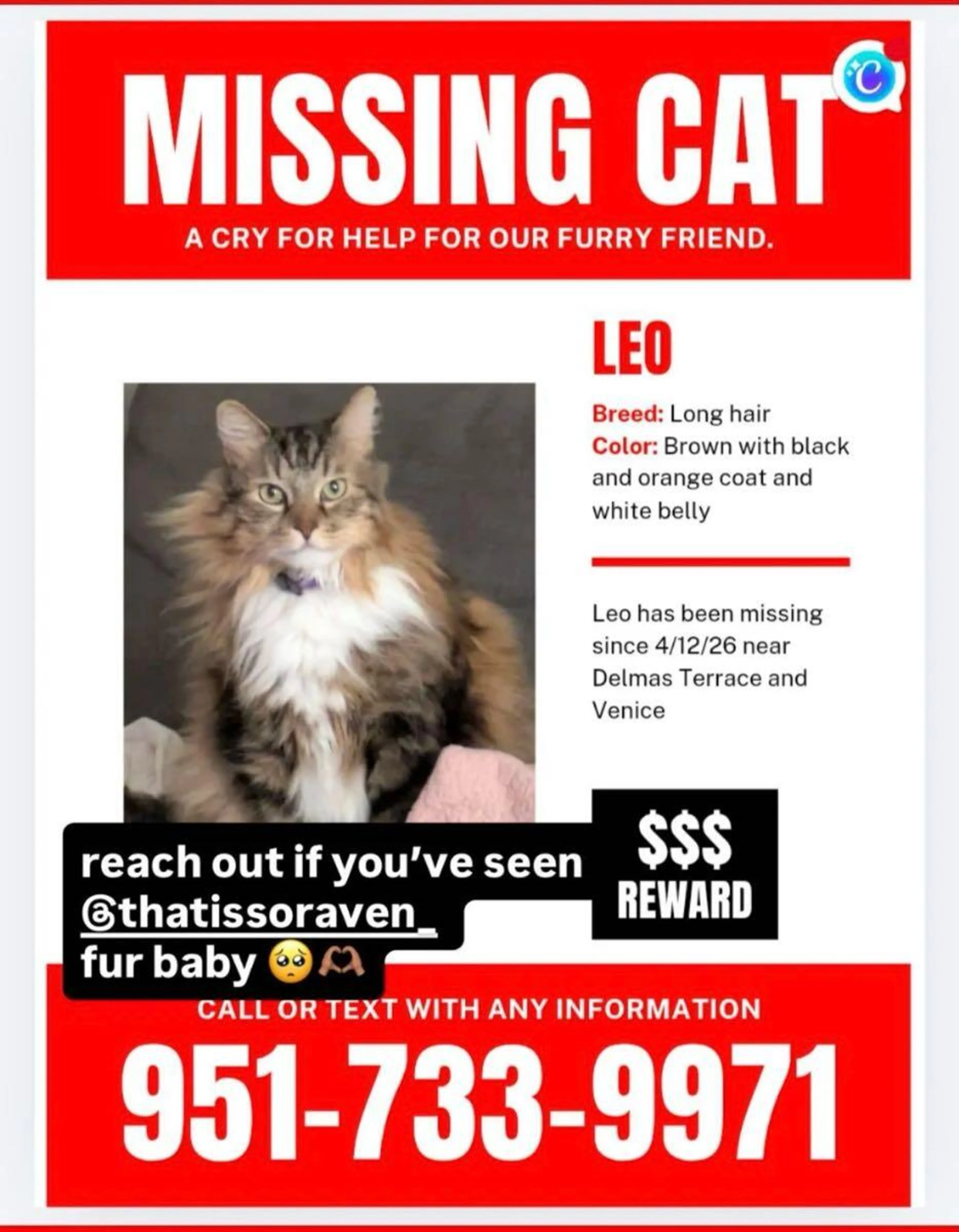 Lost pet