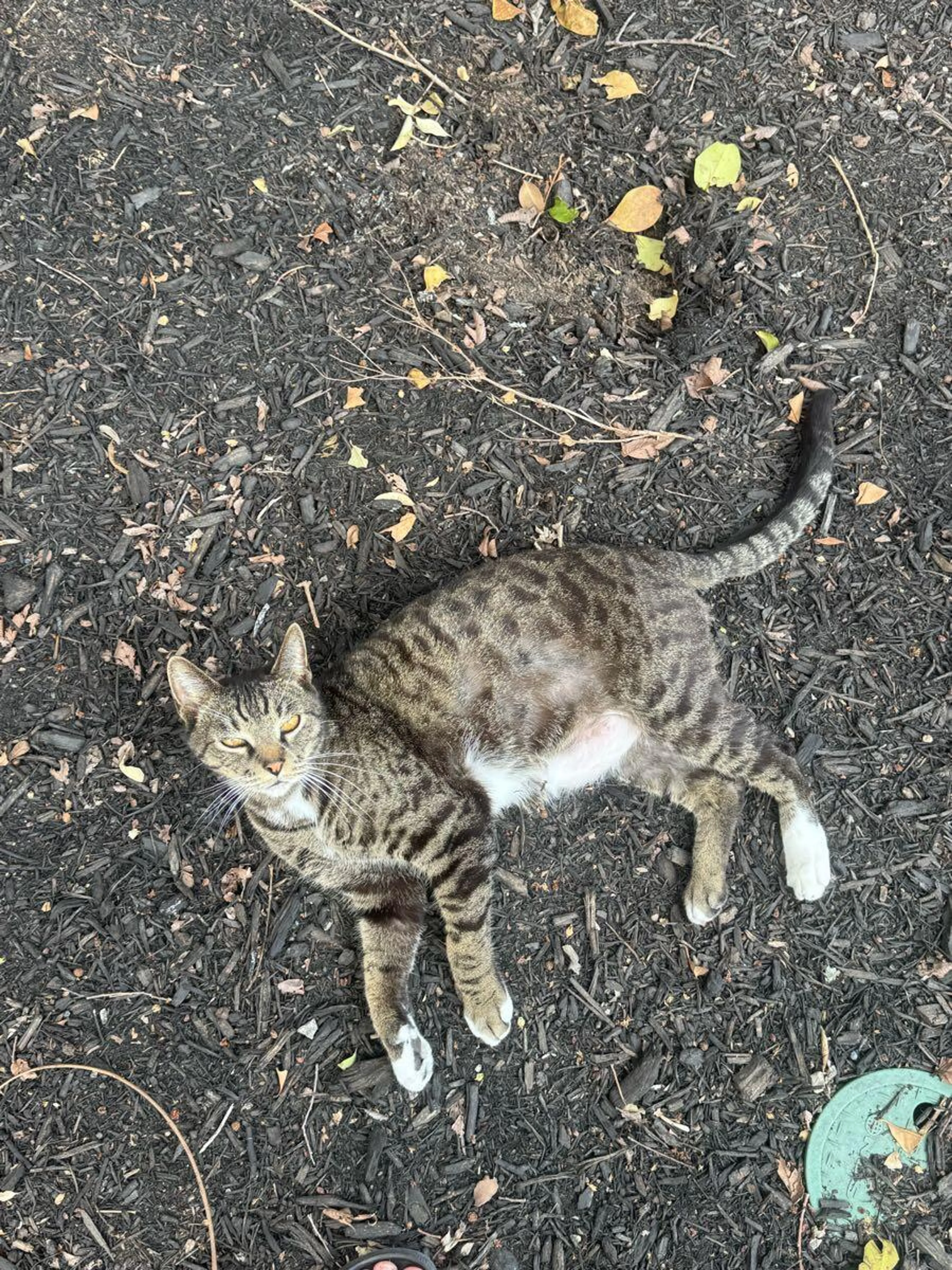Lost pet