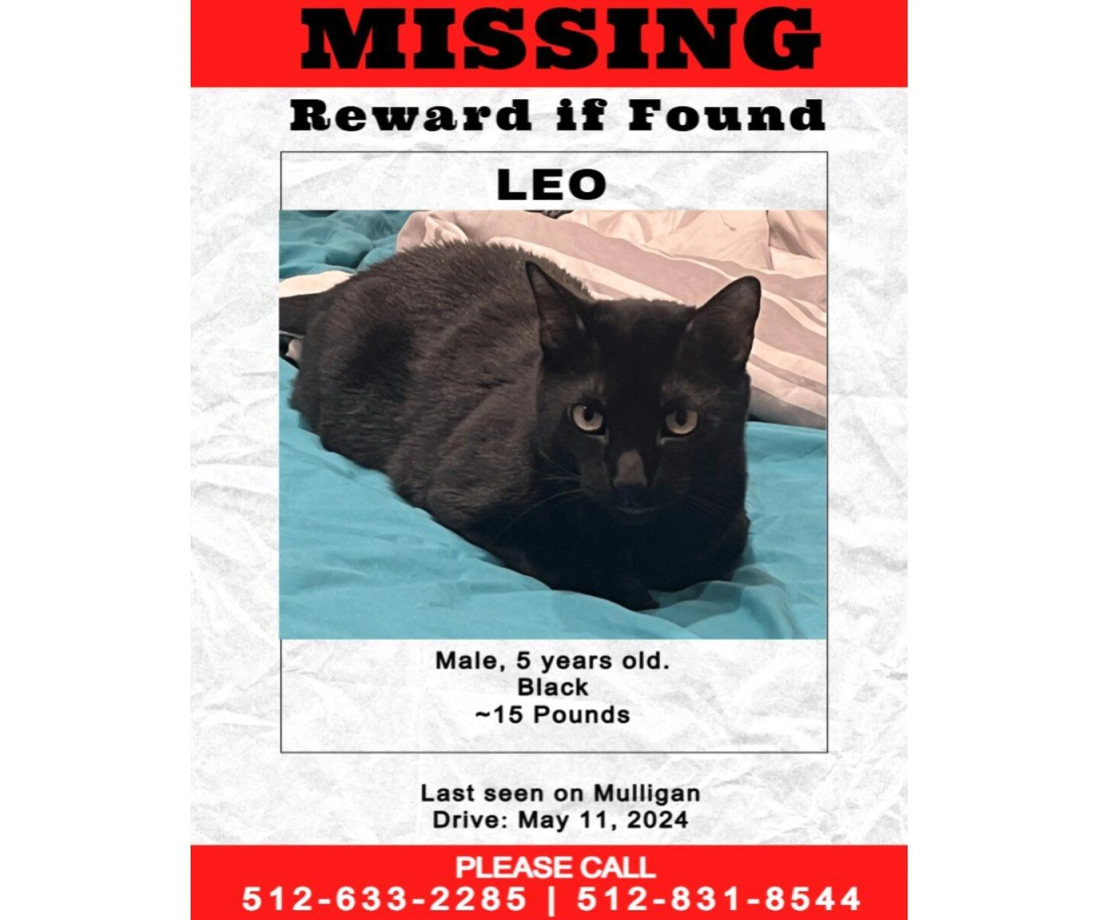 Lost pet