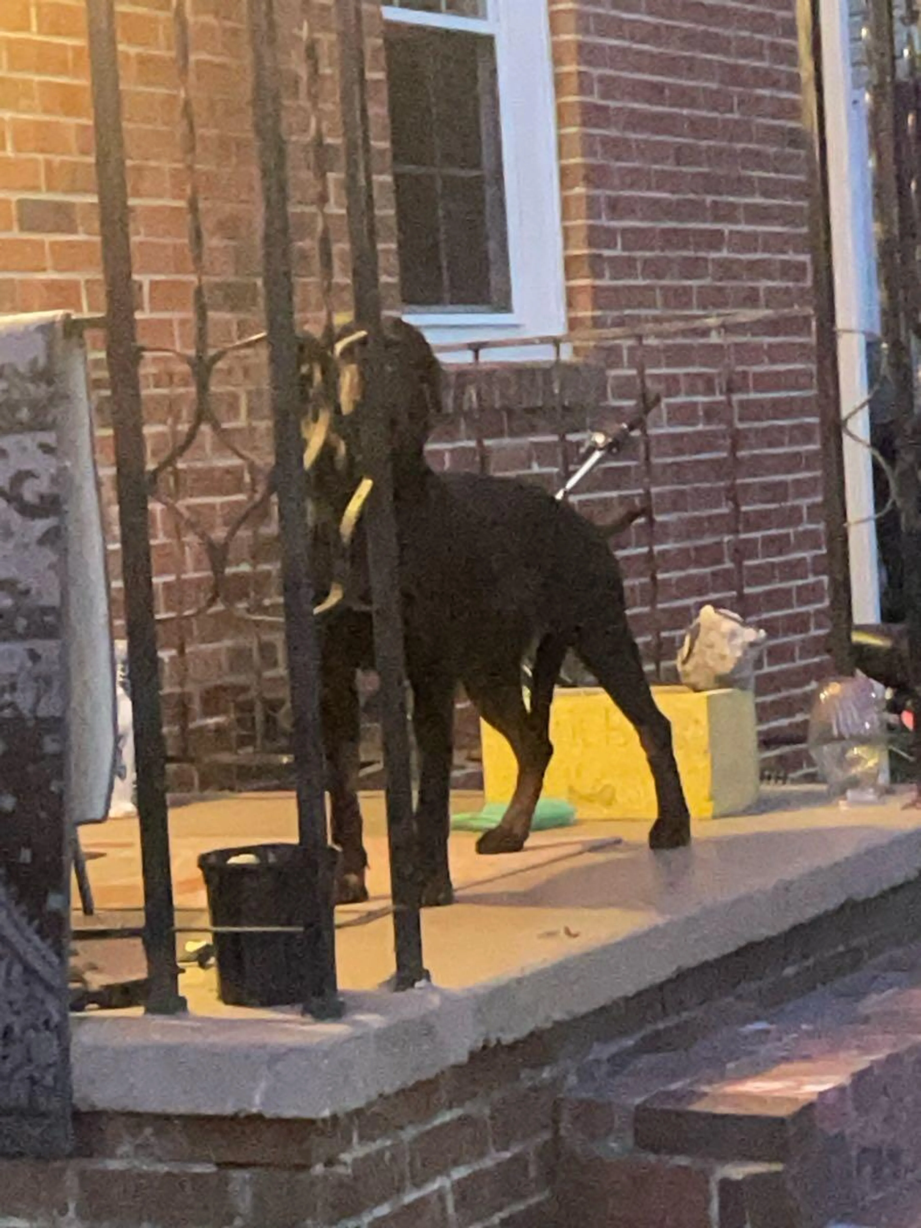 Found pet