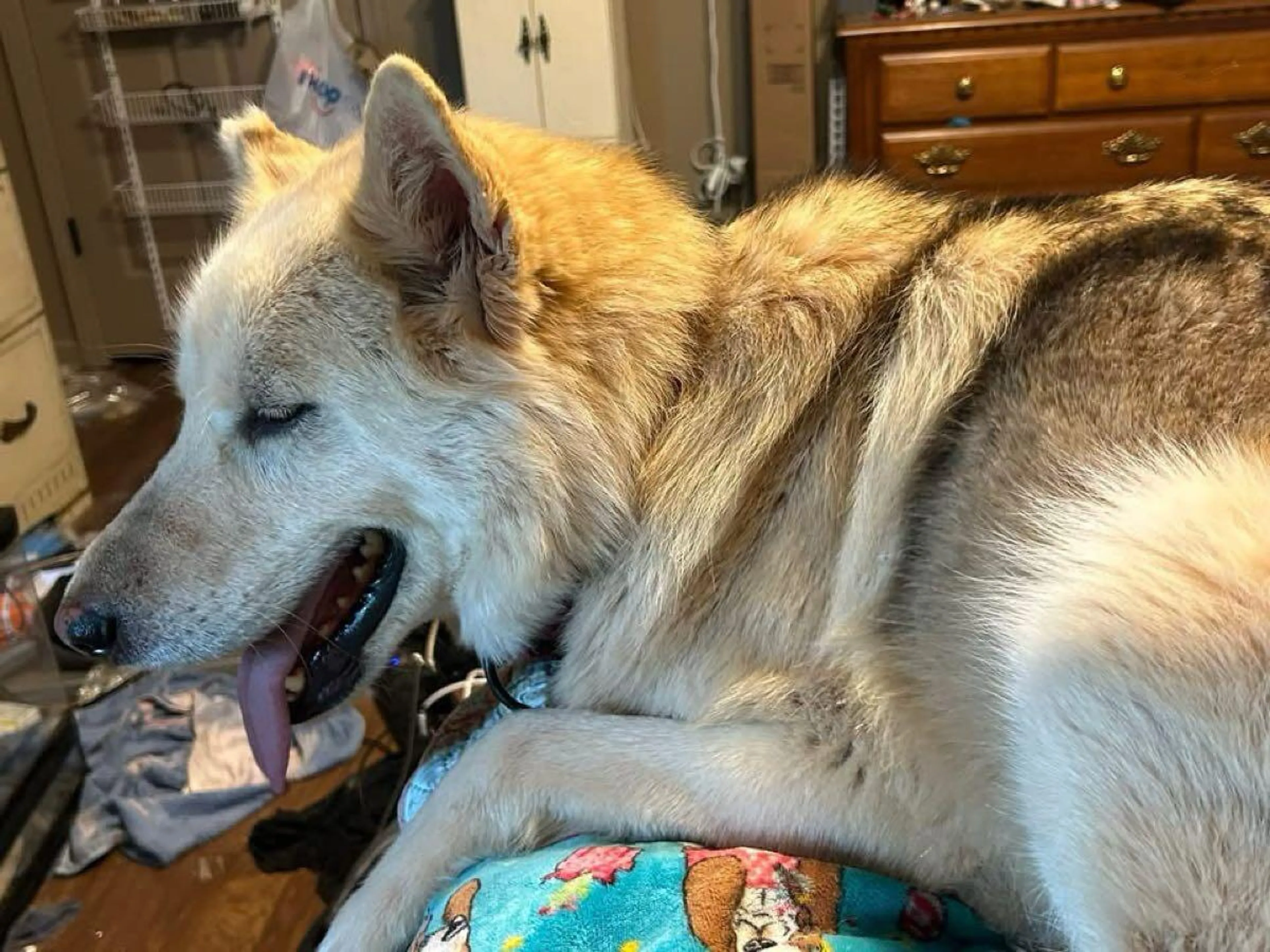 Lost pet