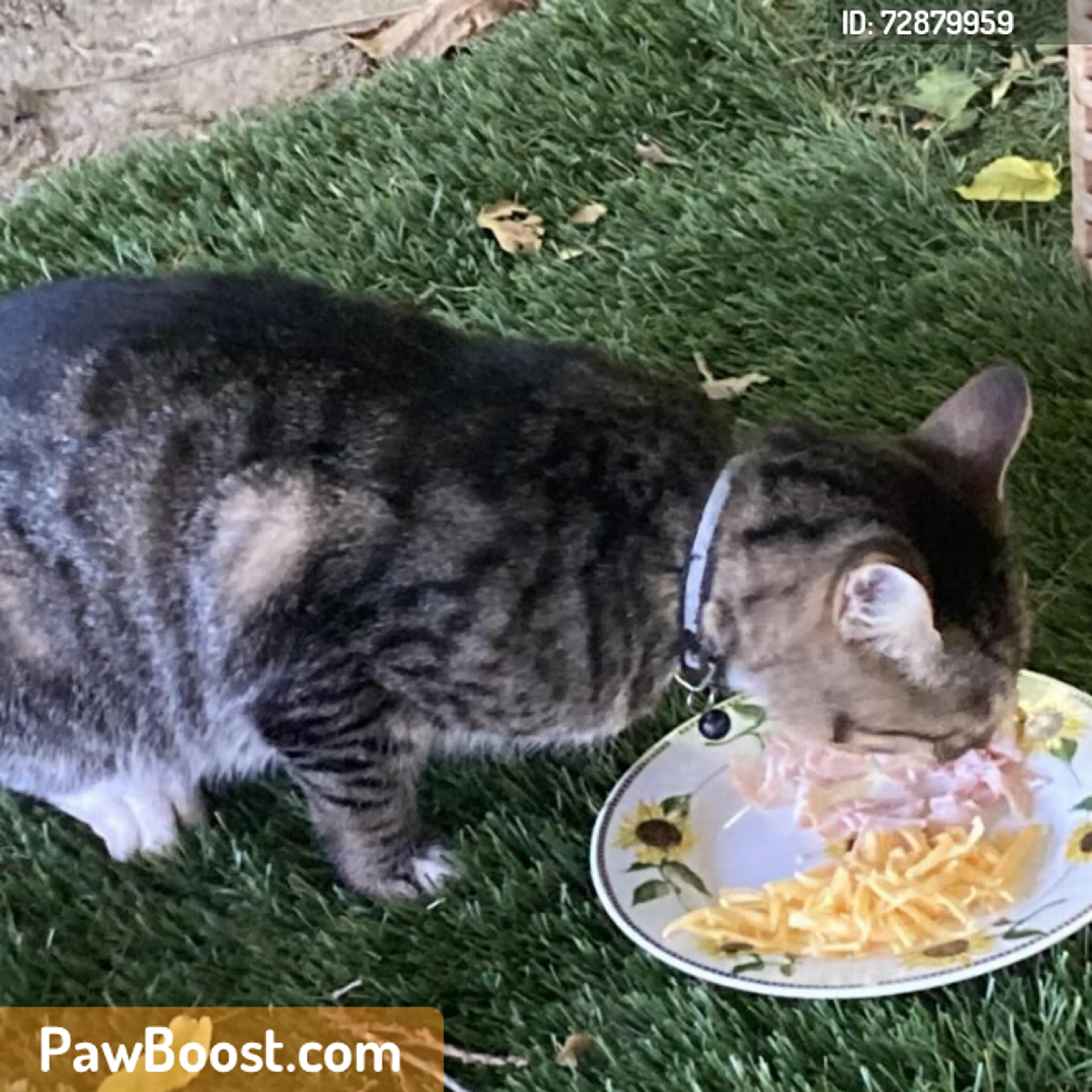 Found pet