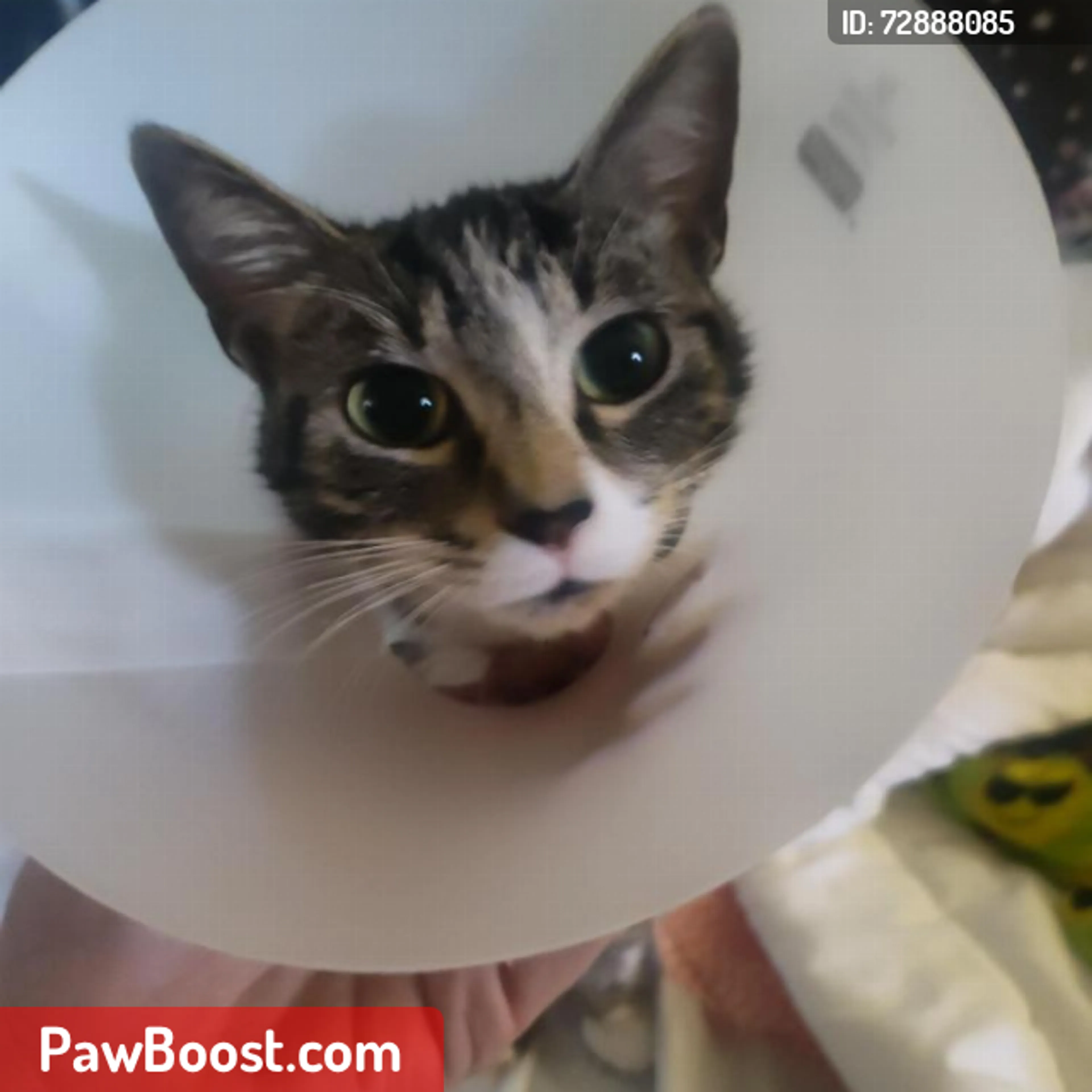 Lost pet