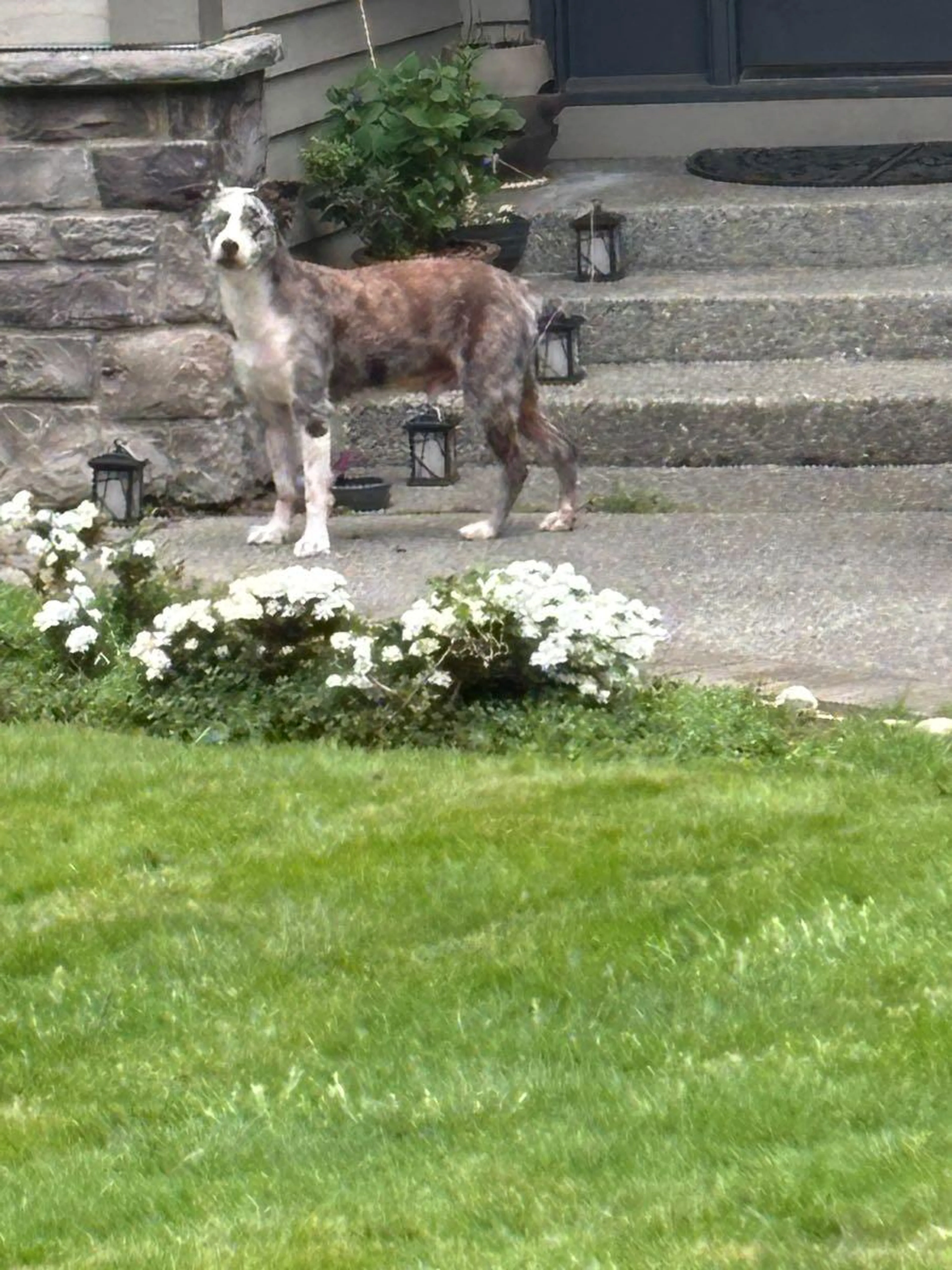 Lost pet