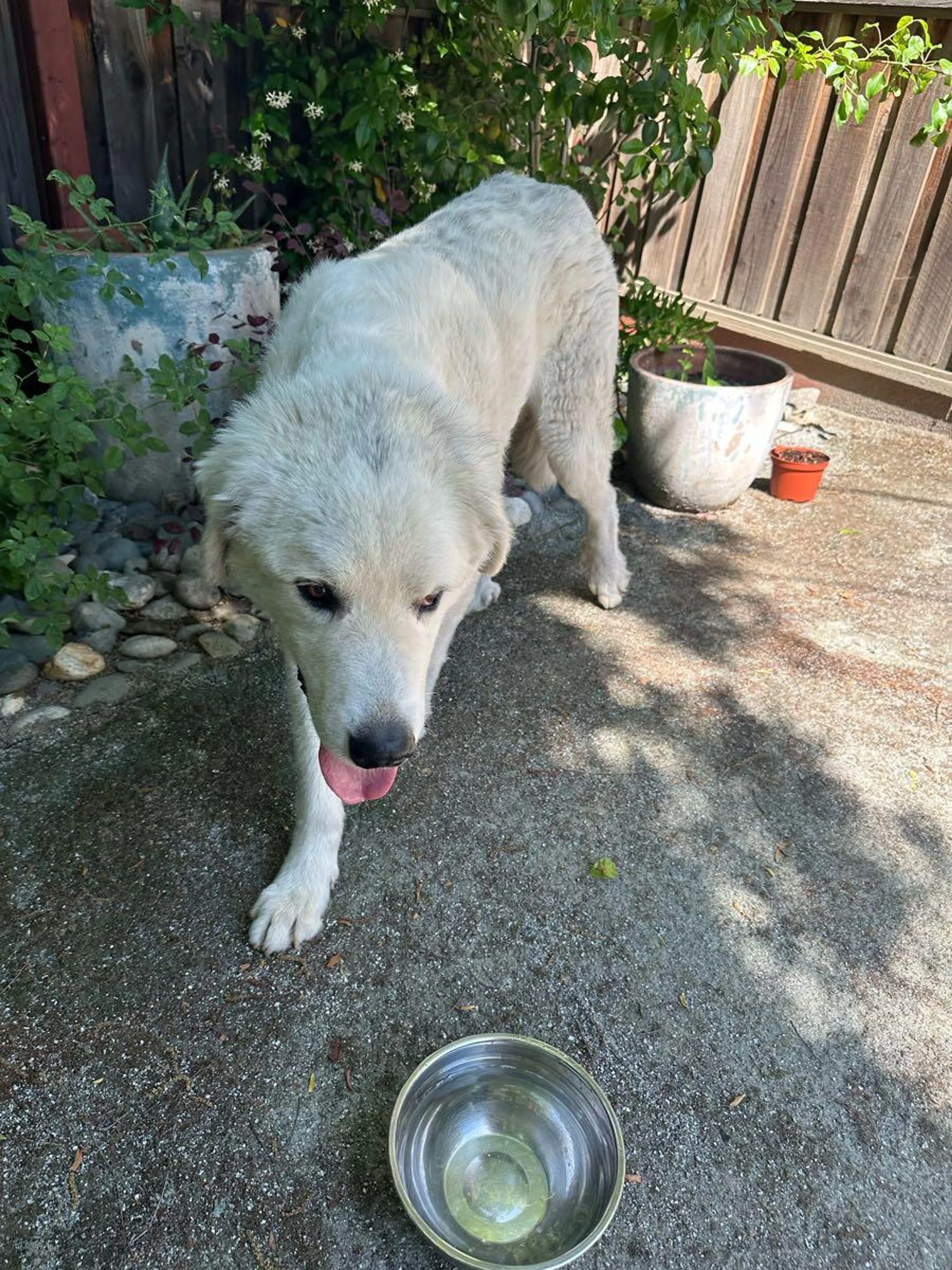 Found pet