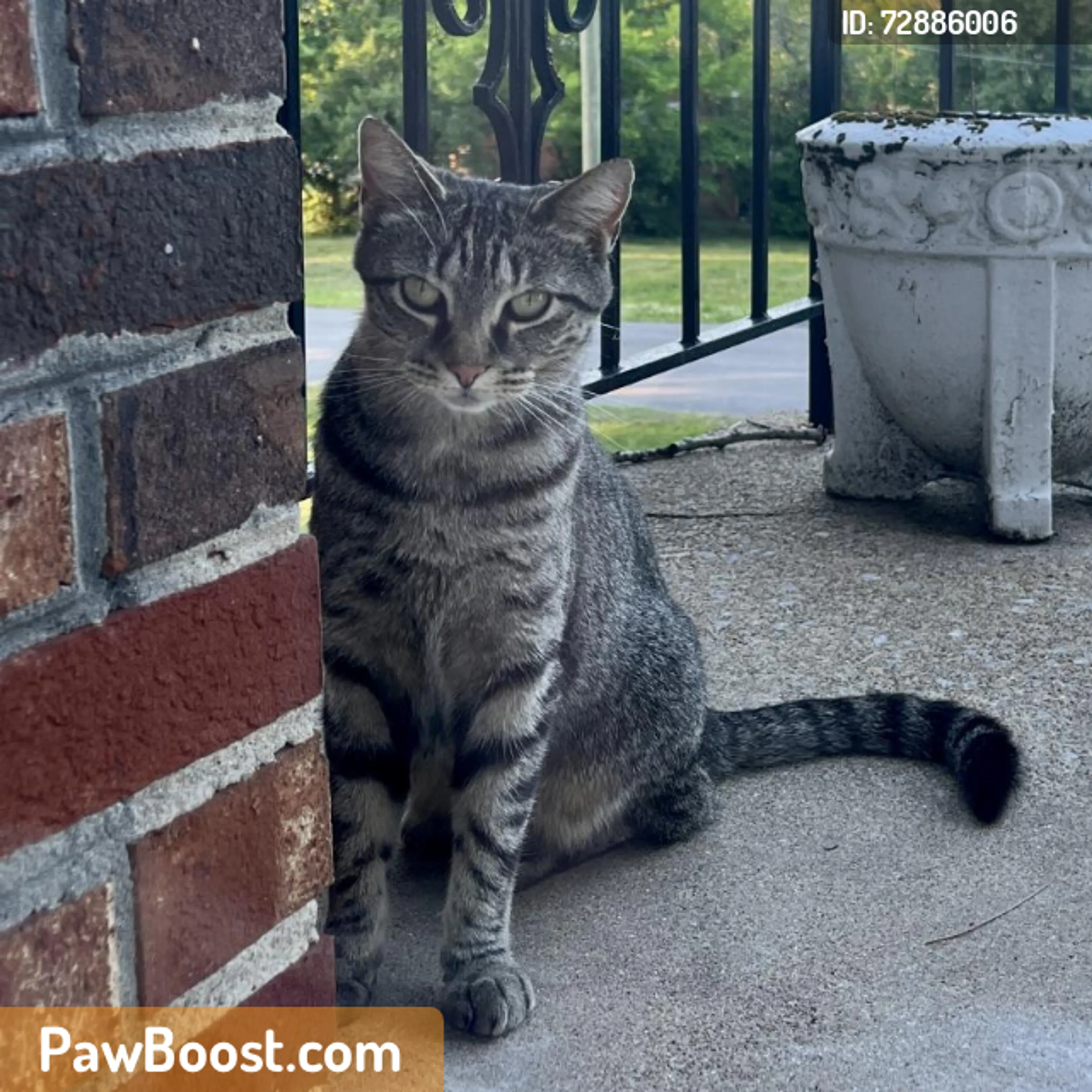 Found pet