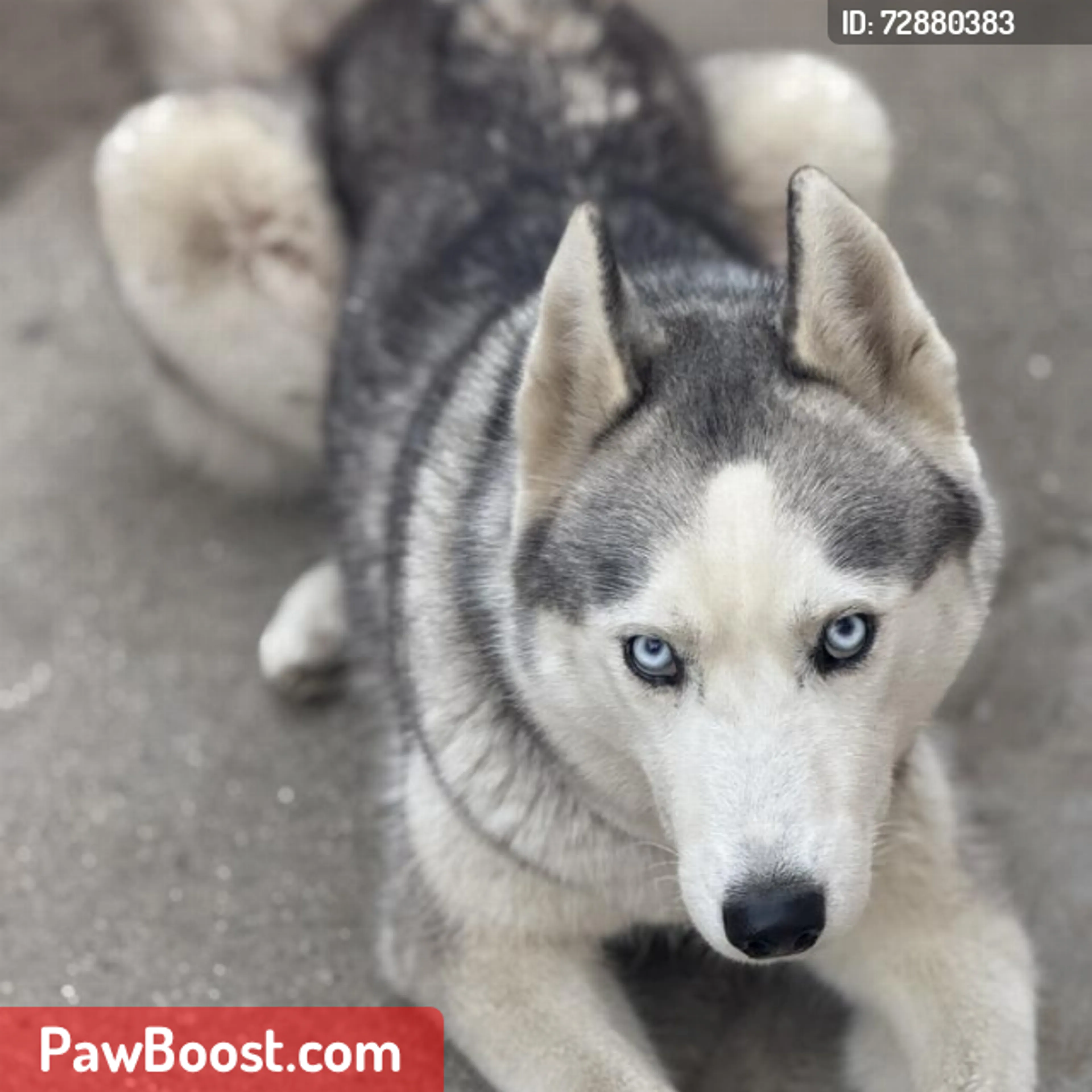 Lost pet