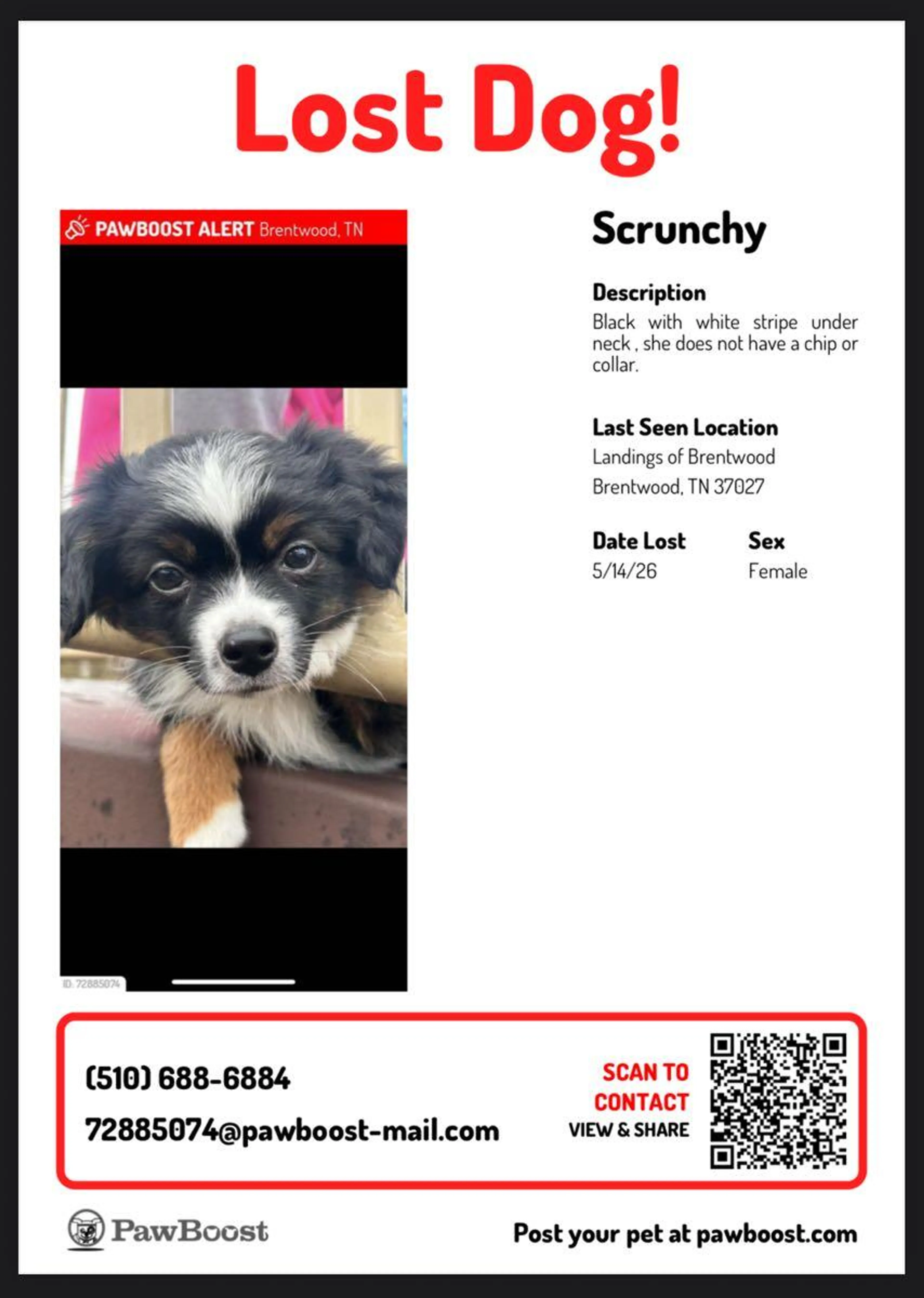 Lost pet