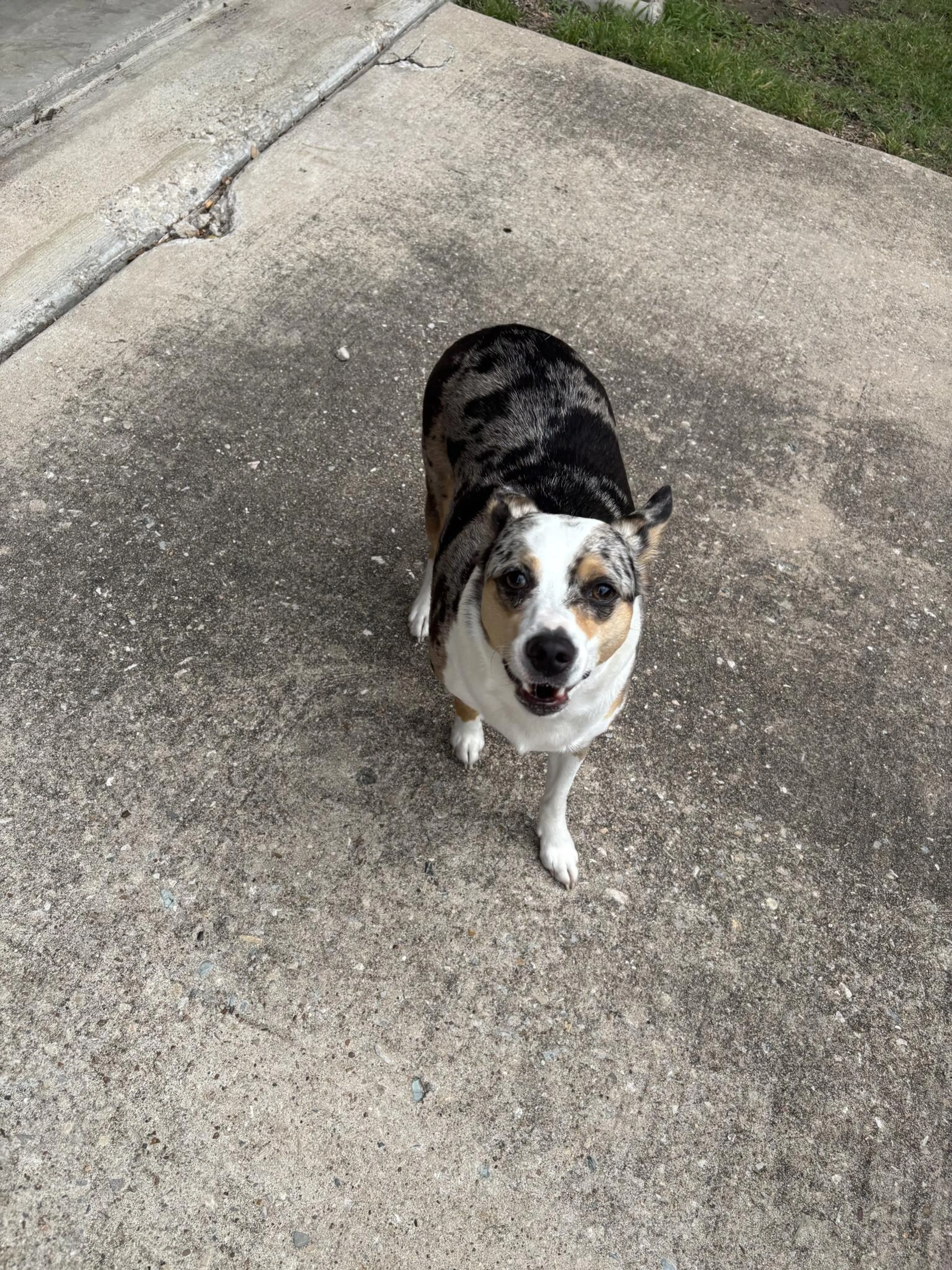 Found pet