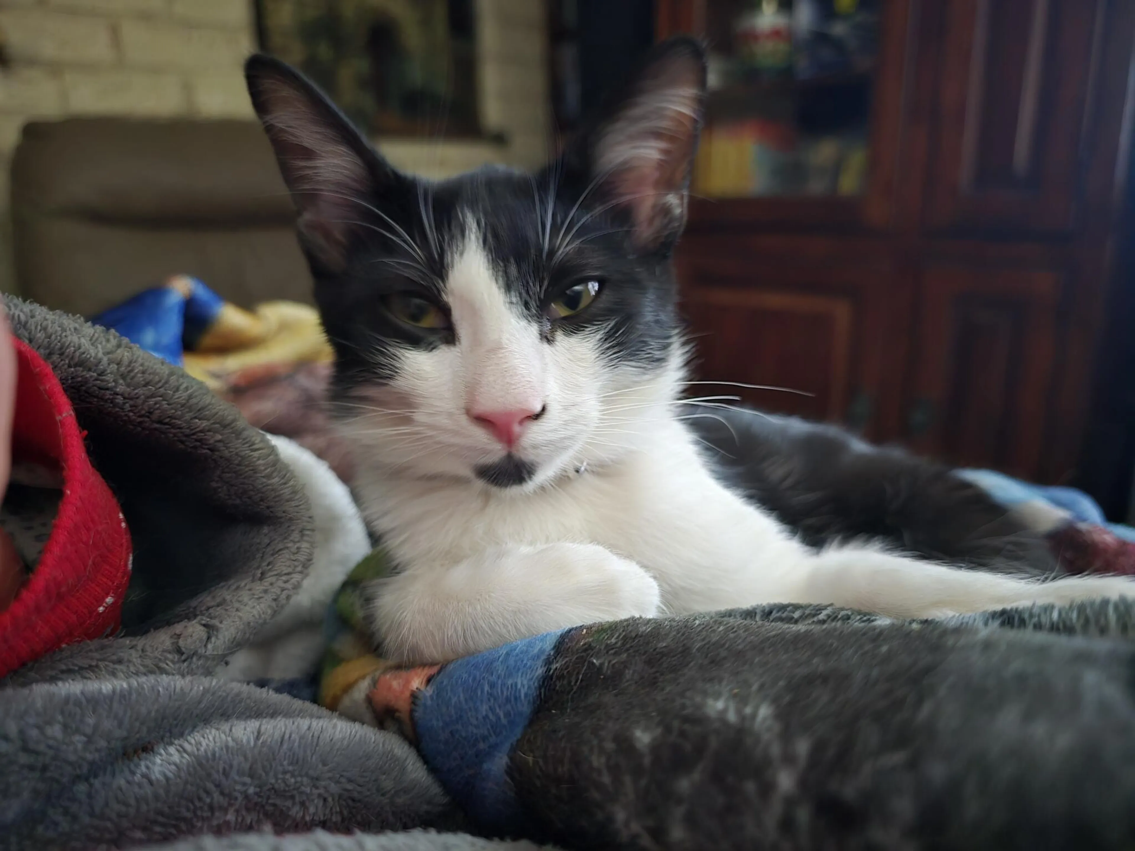 Lost pet