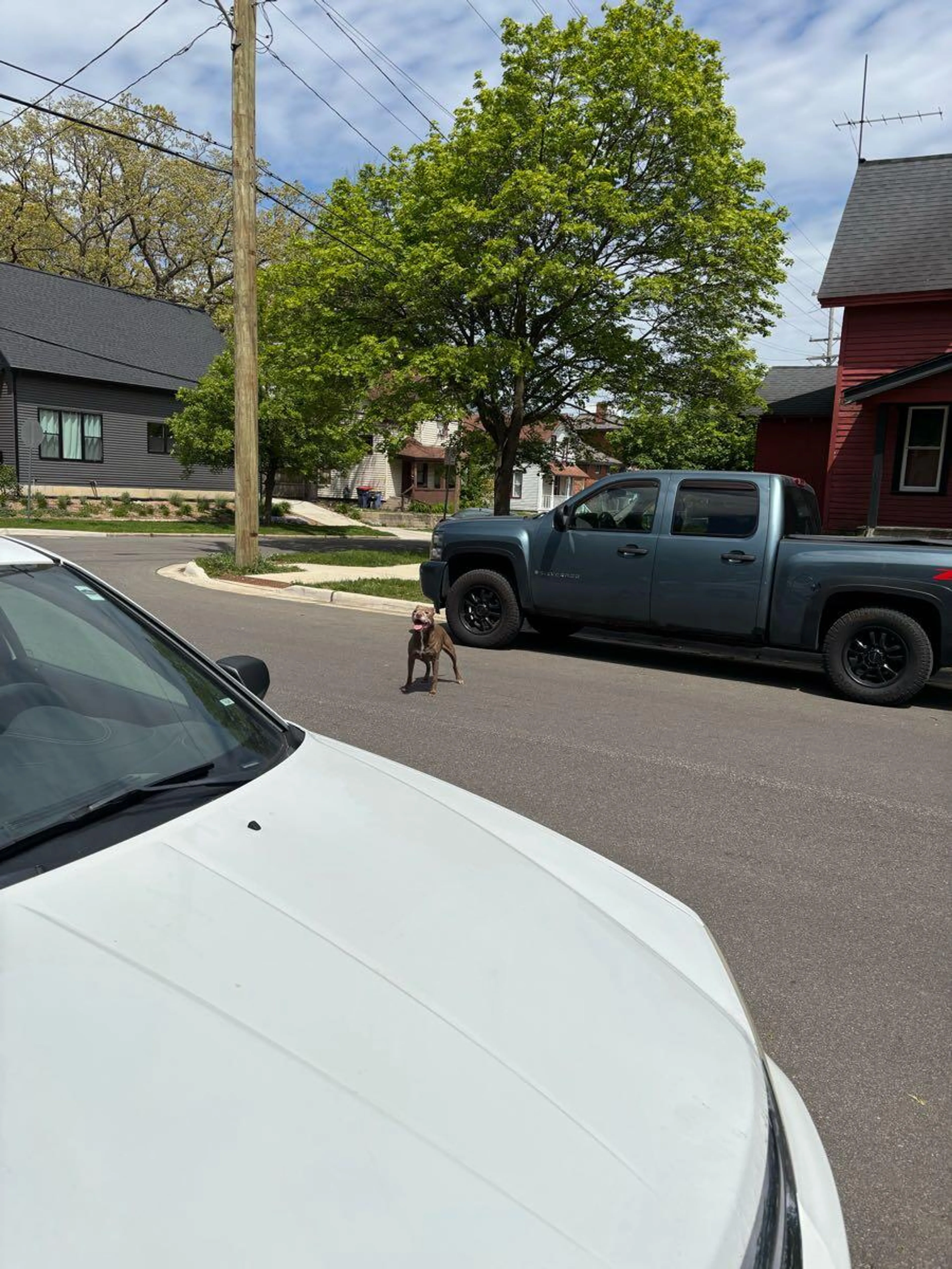 Found pet