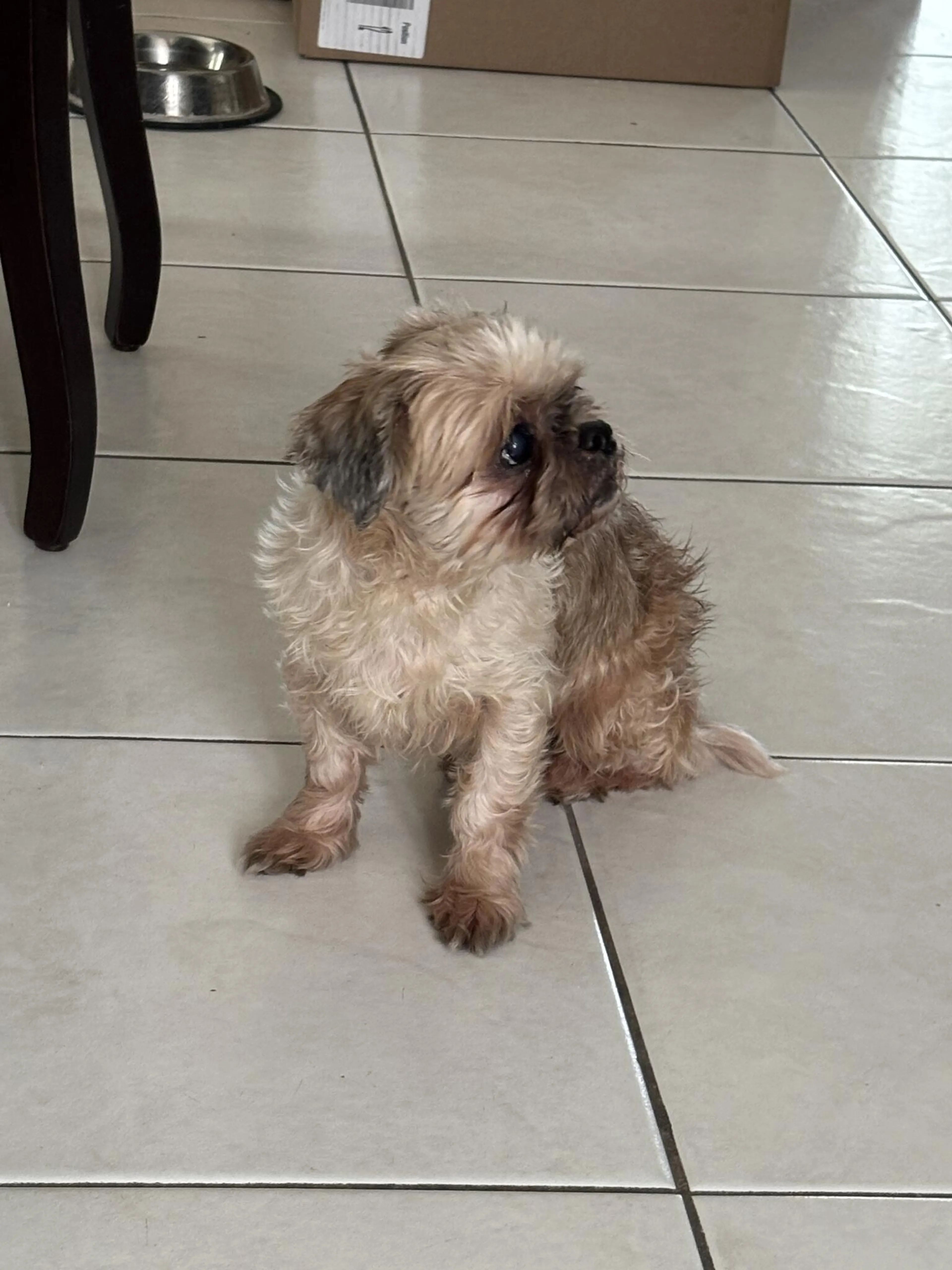 Found pet