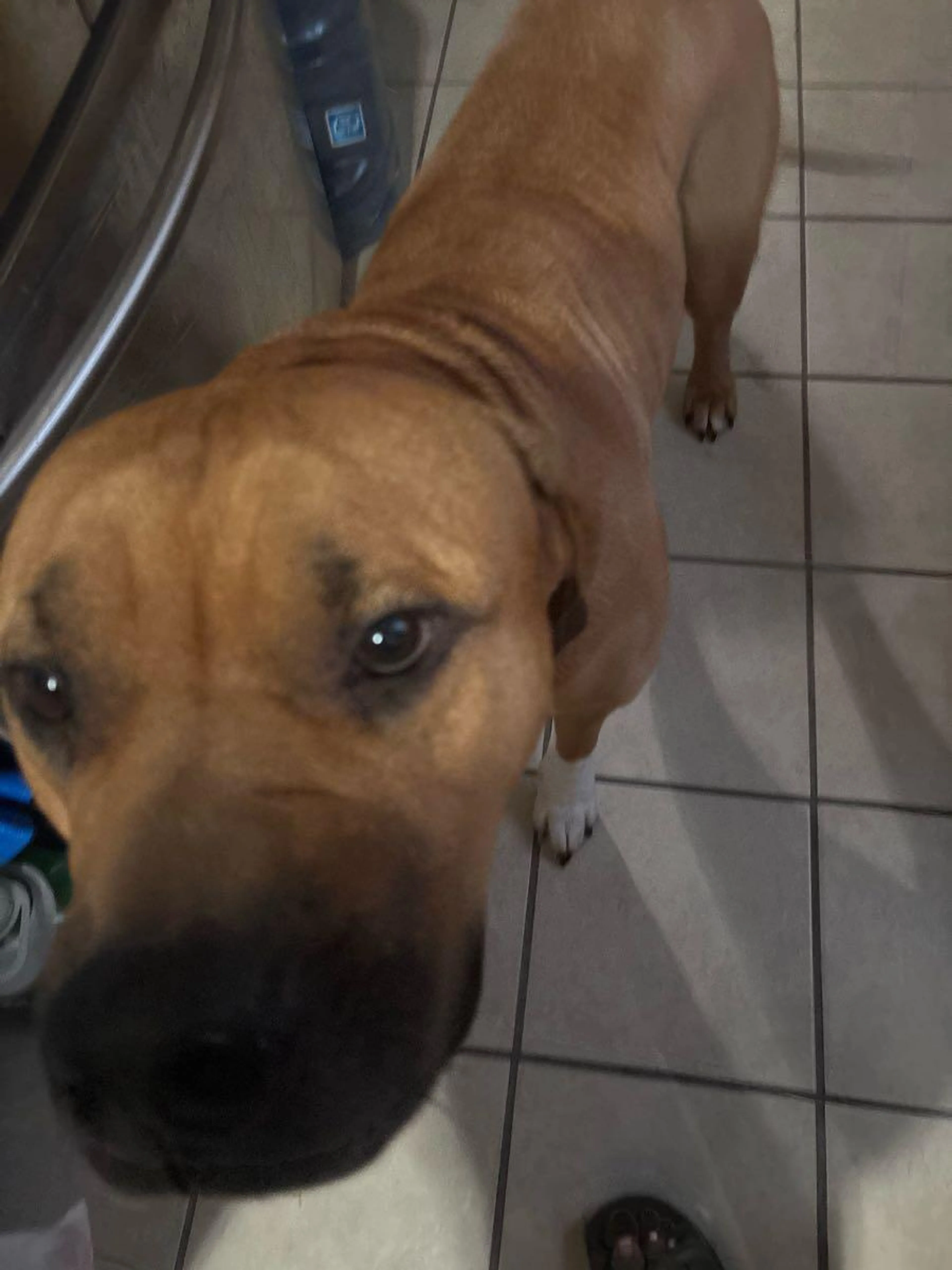 Lost pet