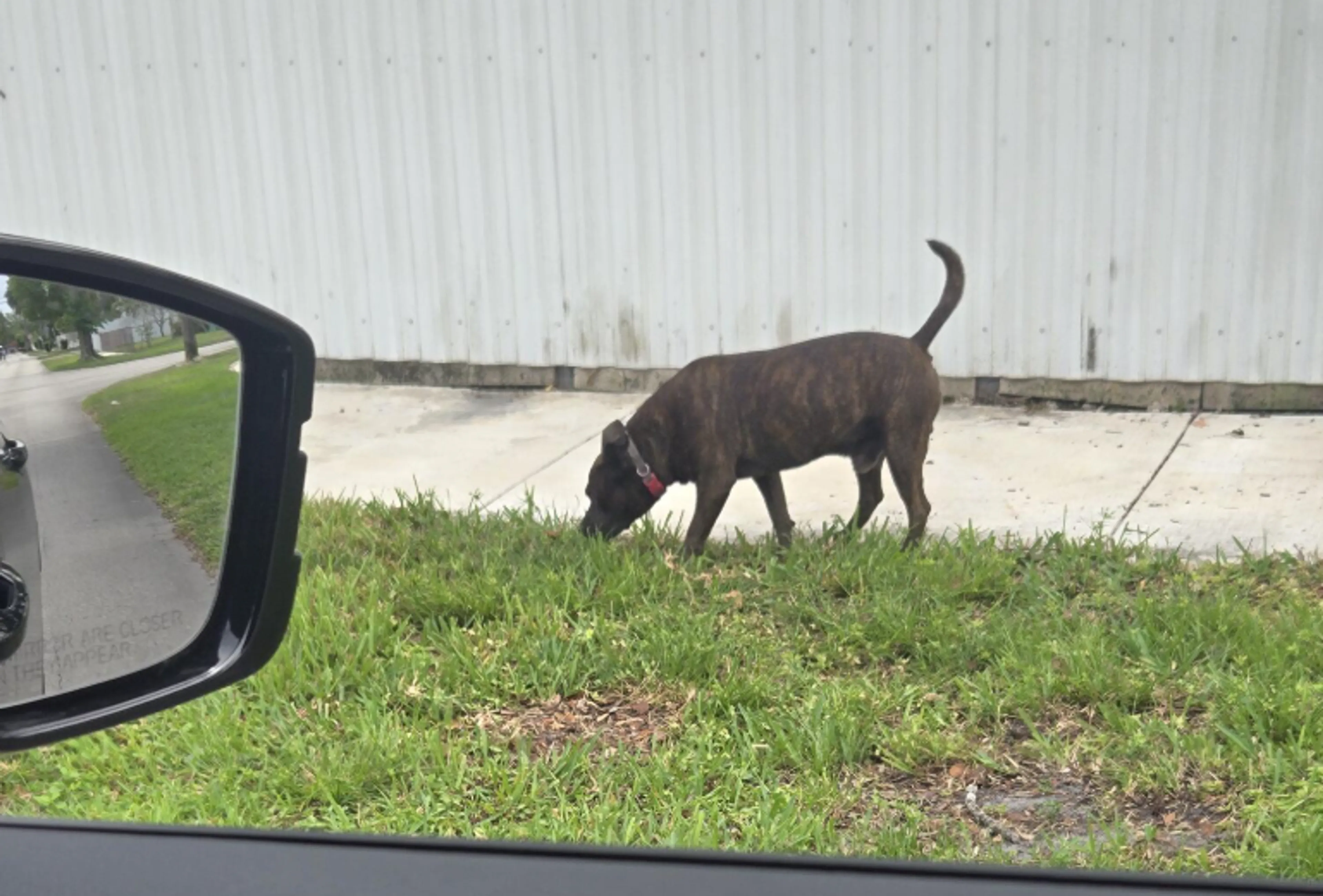 Found pet