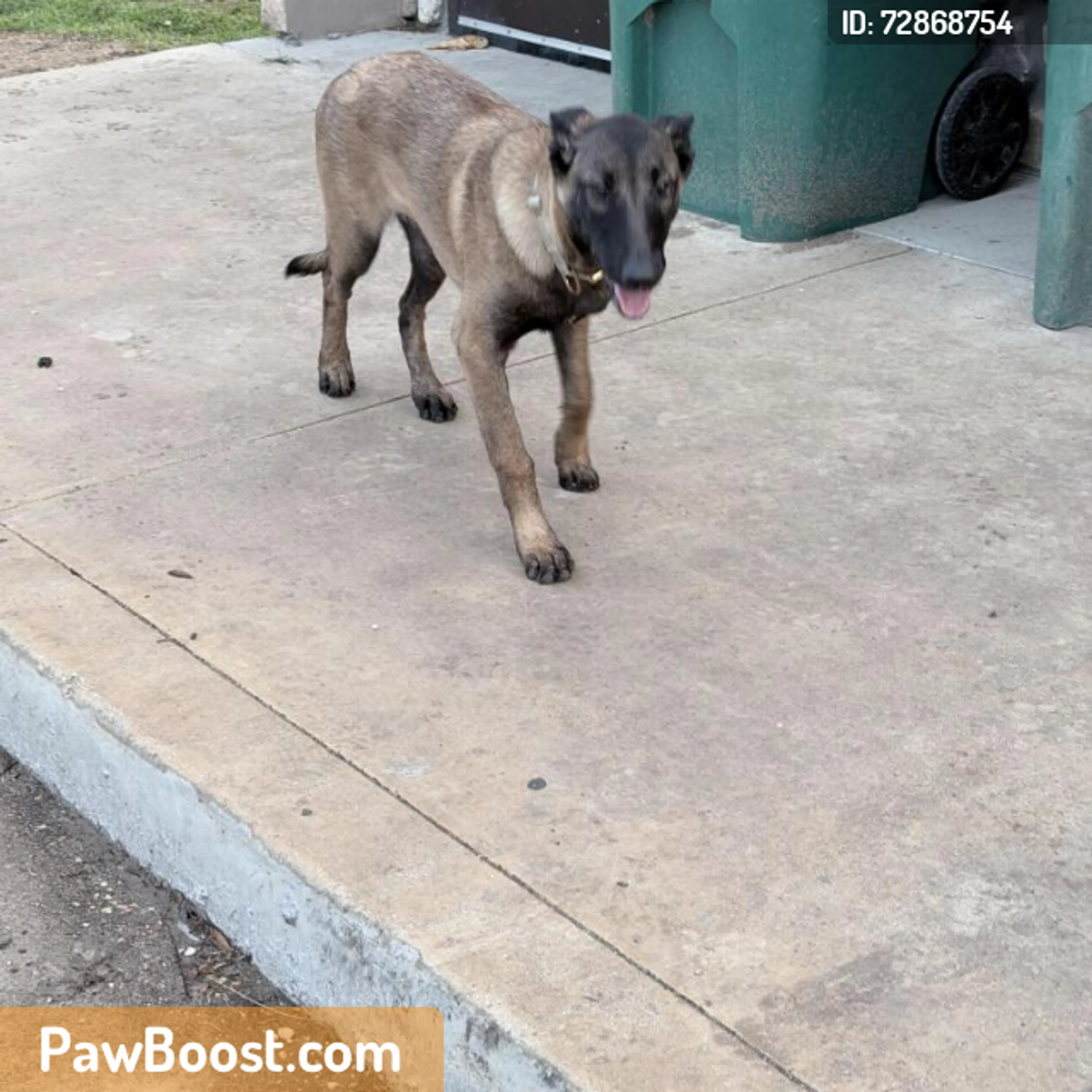 Found pet