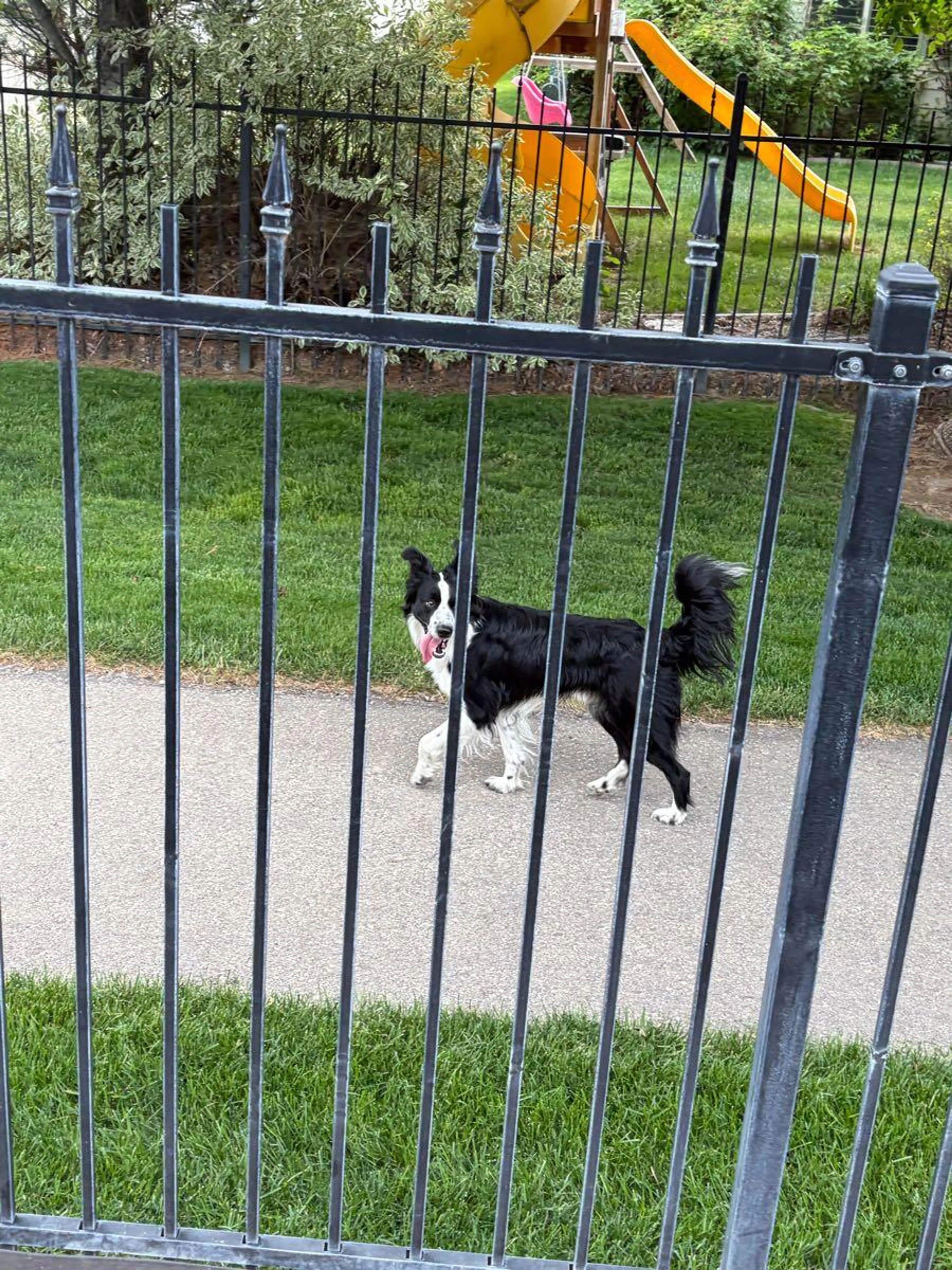 Found pet