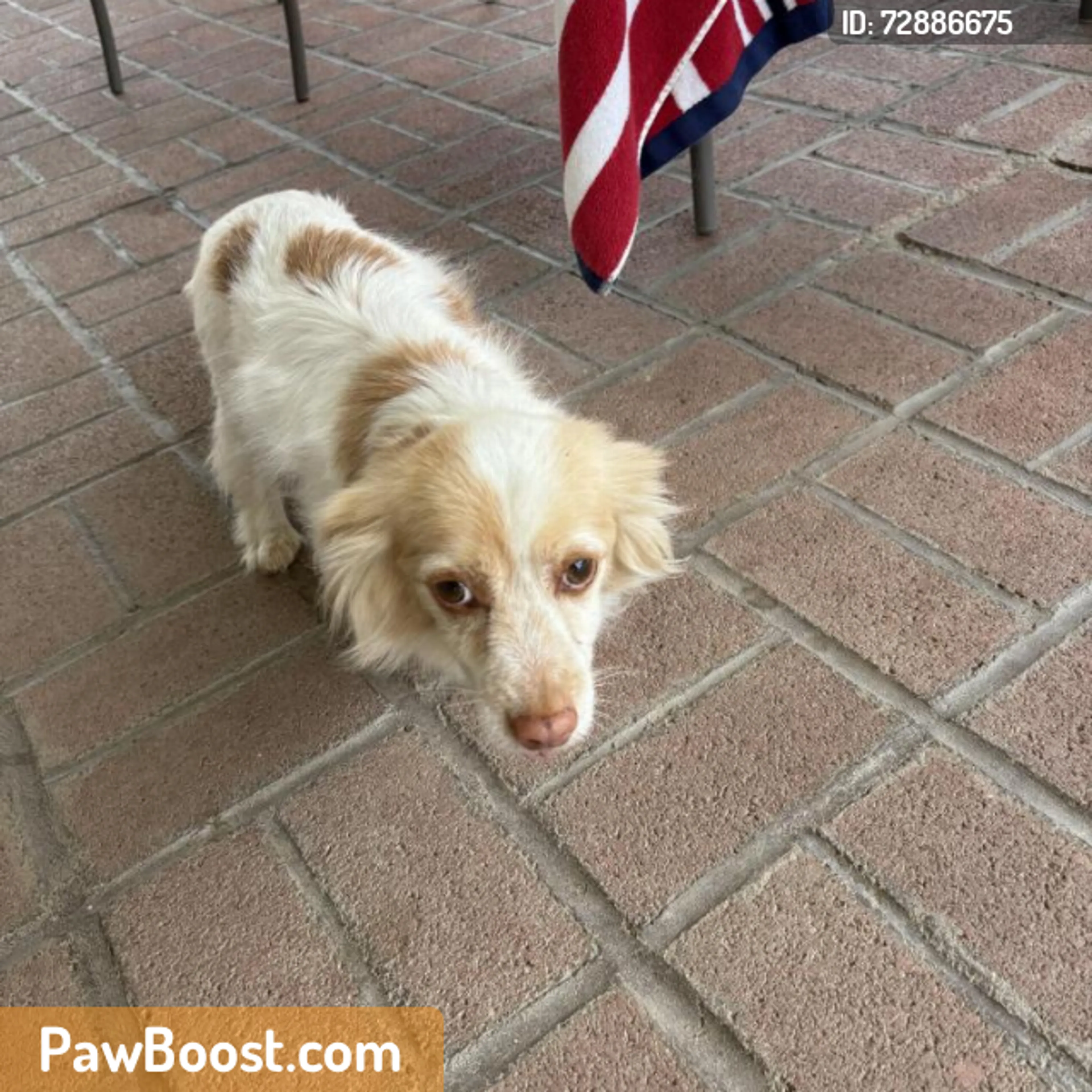 Found pet