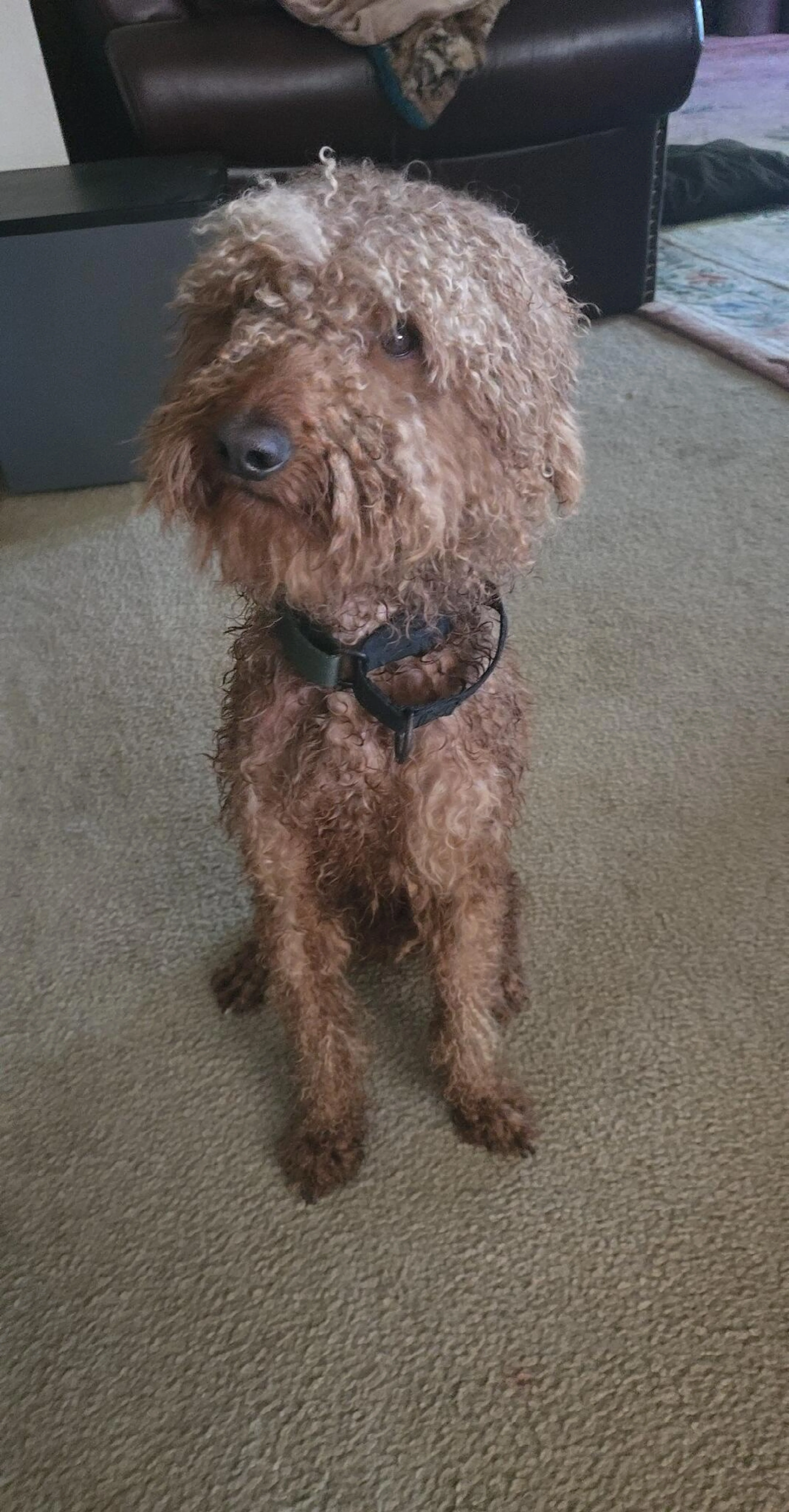 Found pet