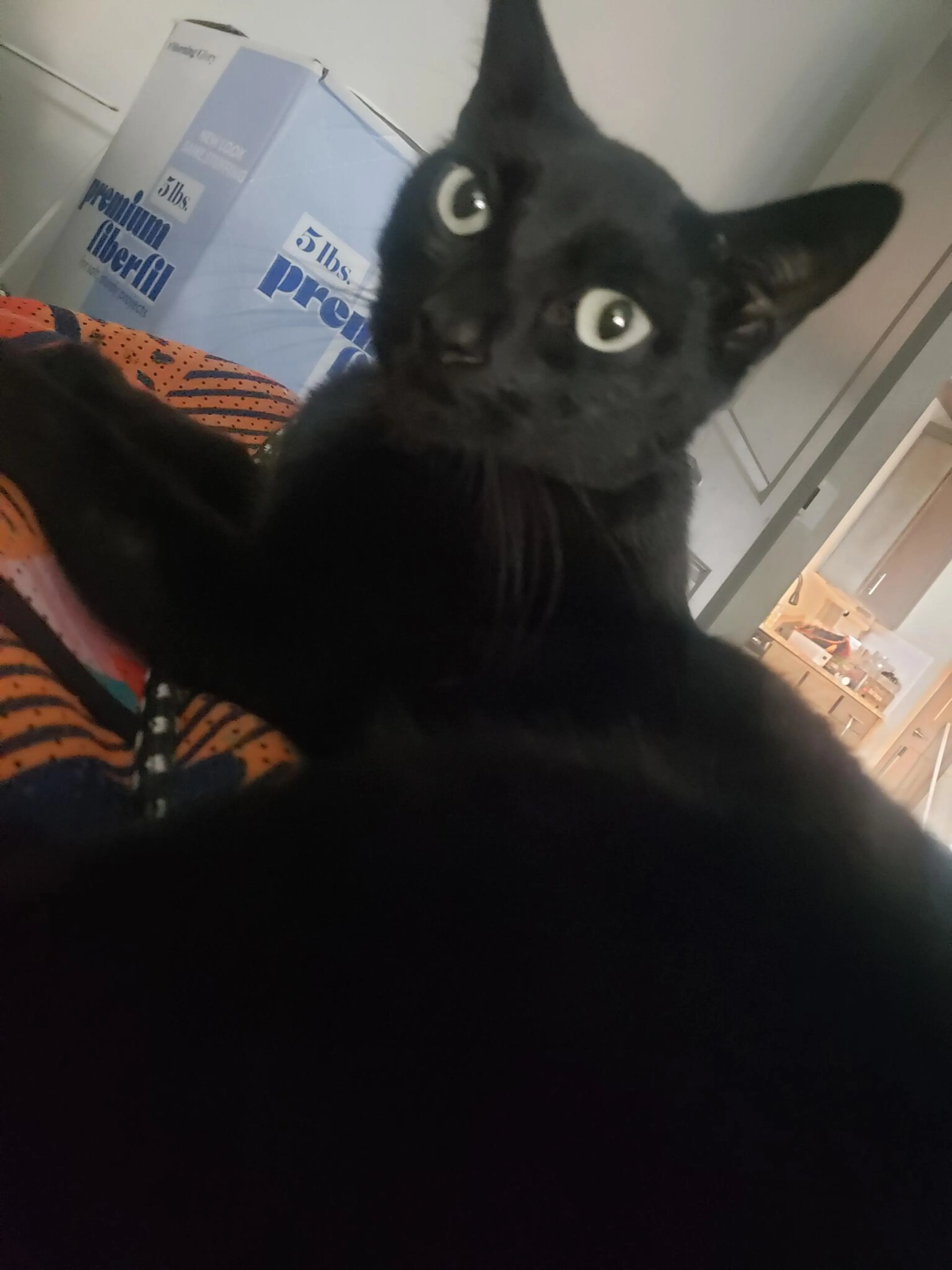Lost pet