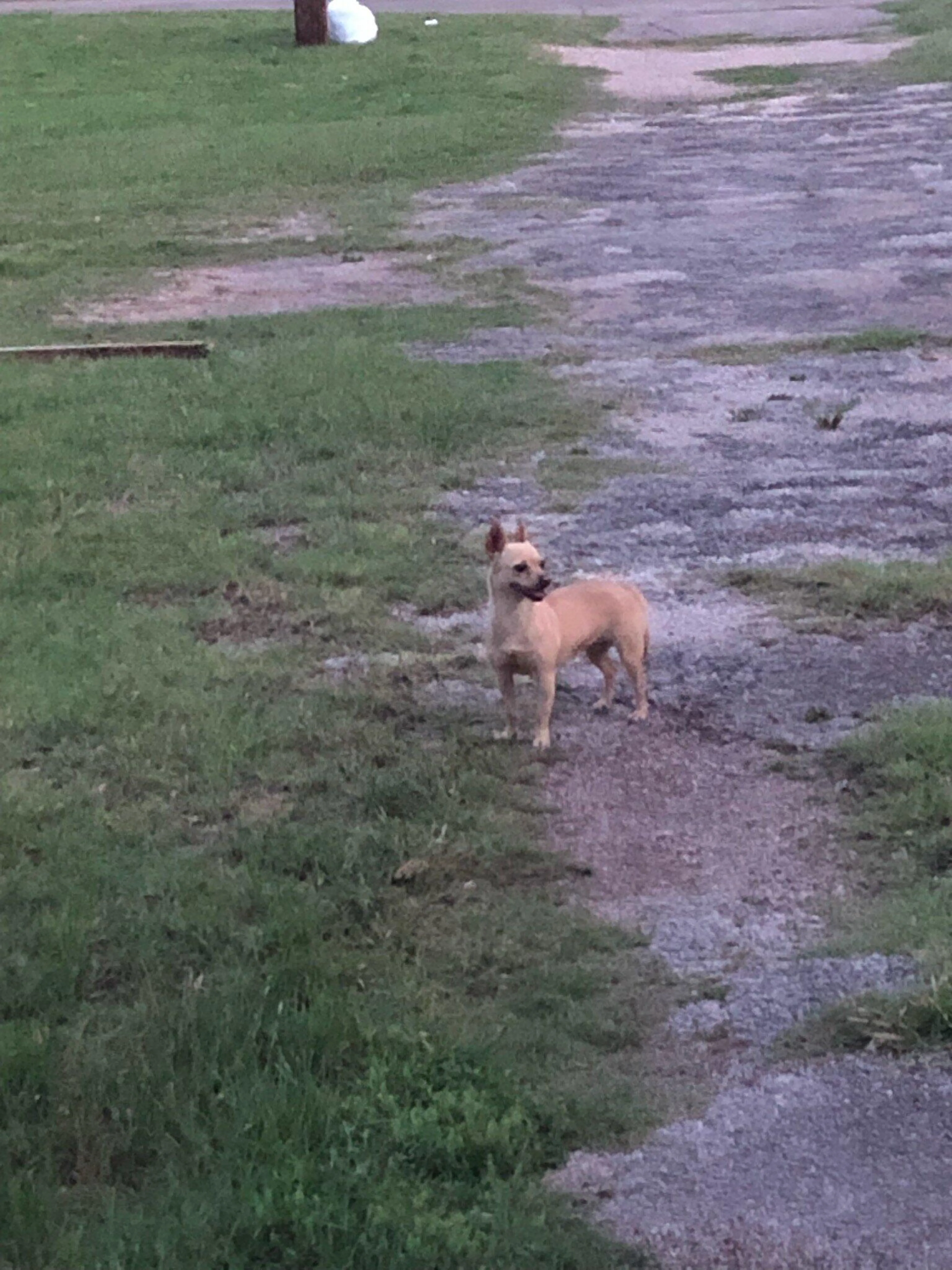 Found pet