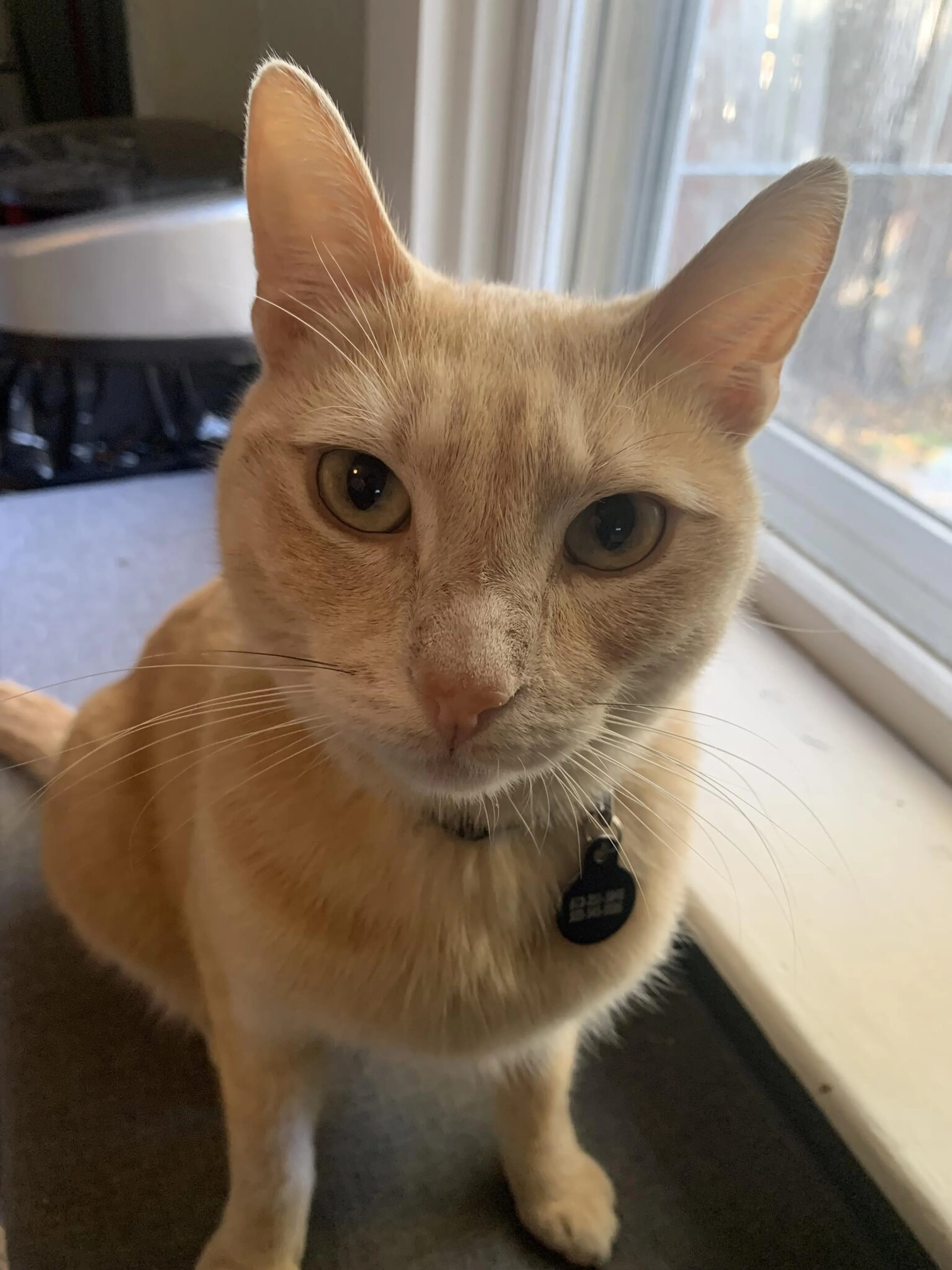 Lost pet