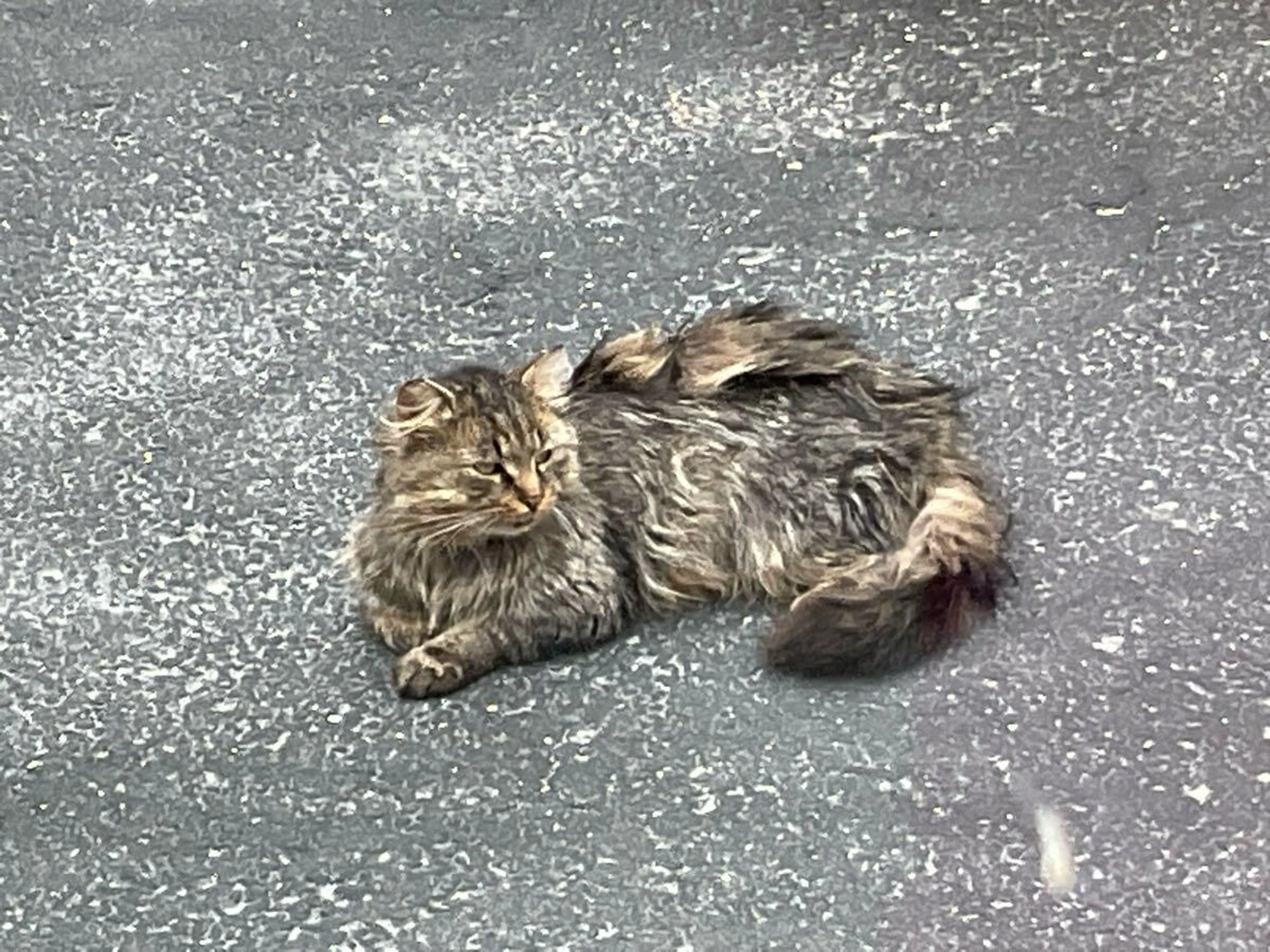 Found pet