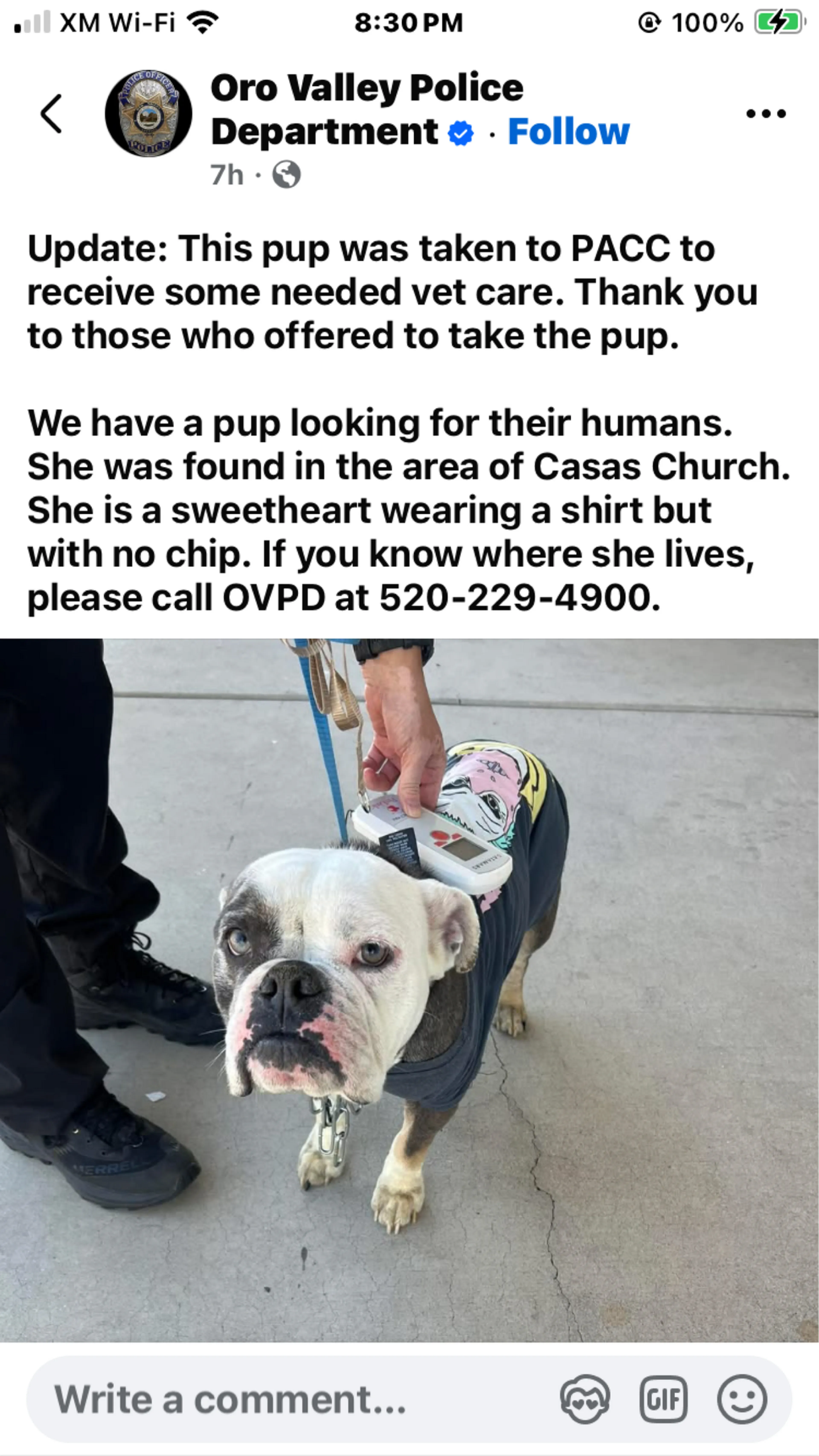 Found pet