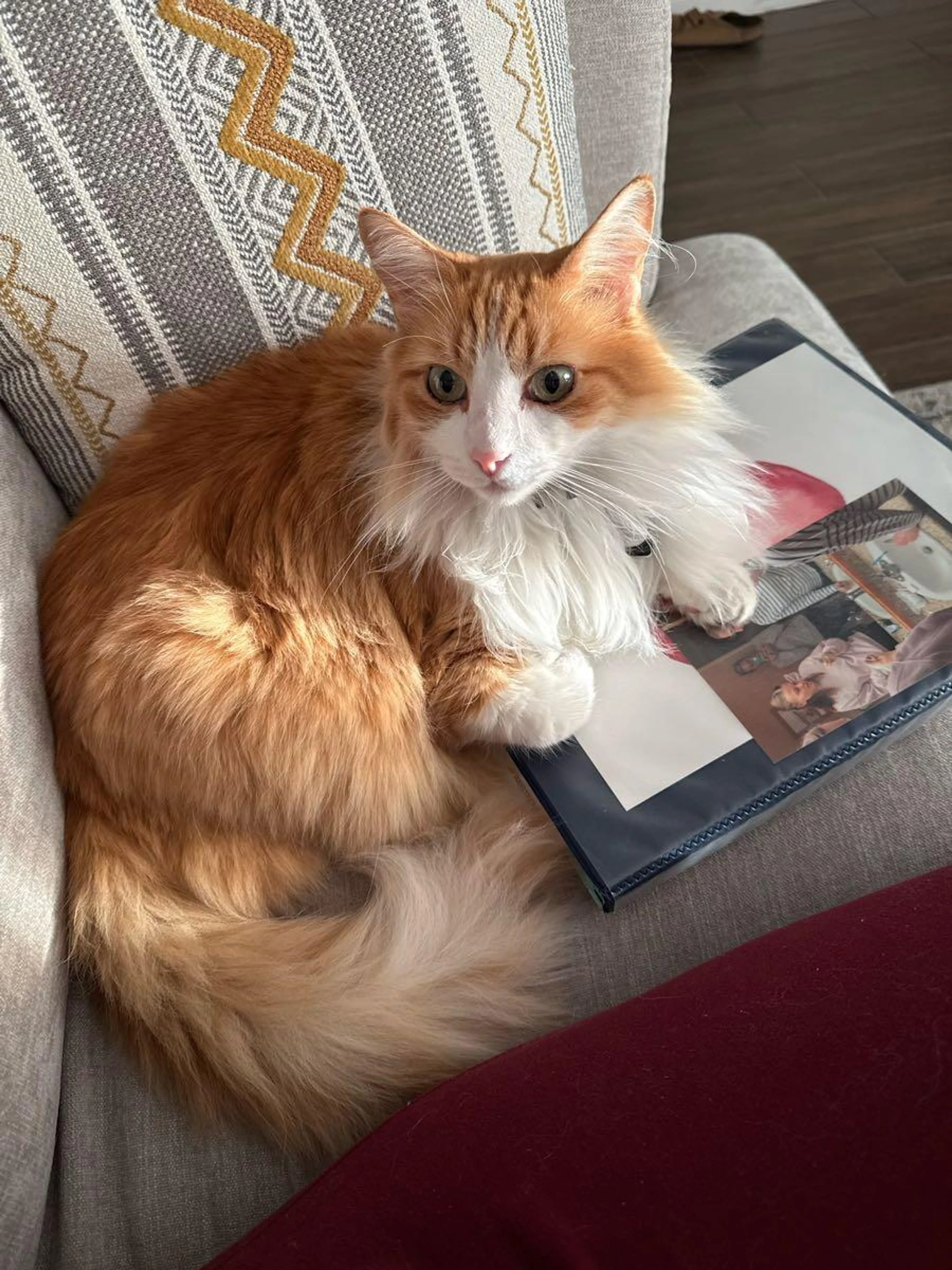 Lost pet