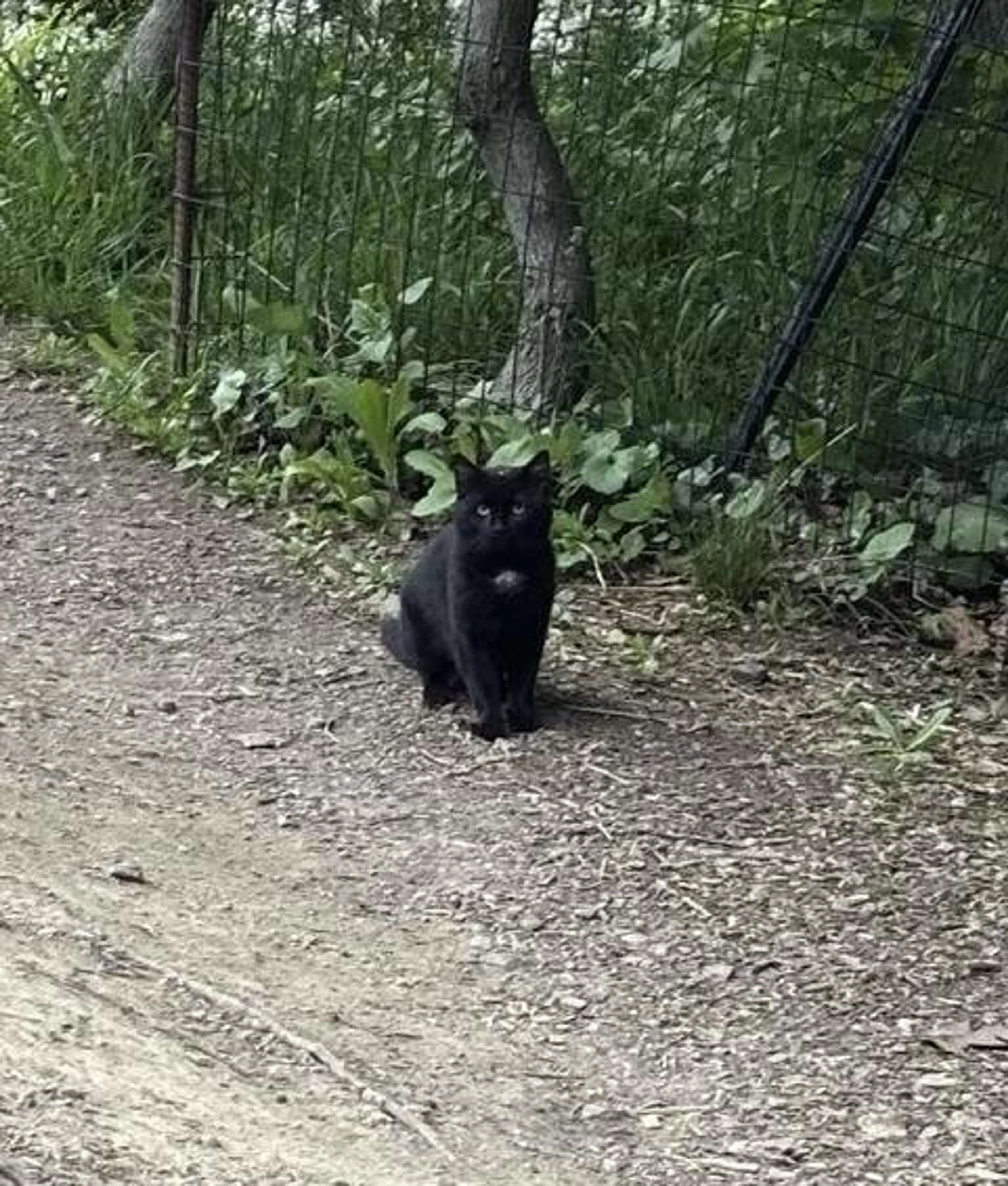 Found pet