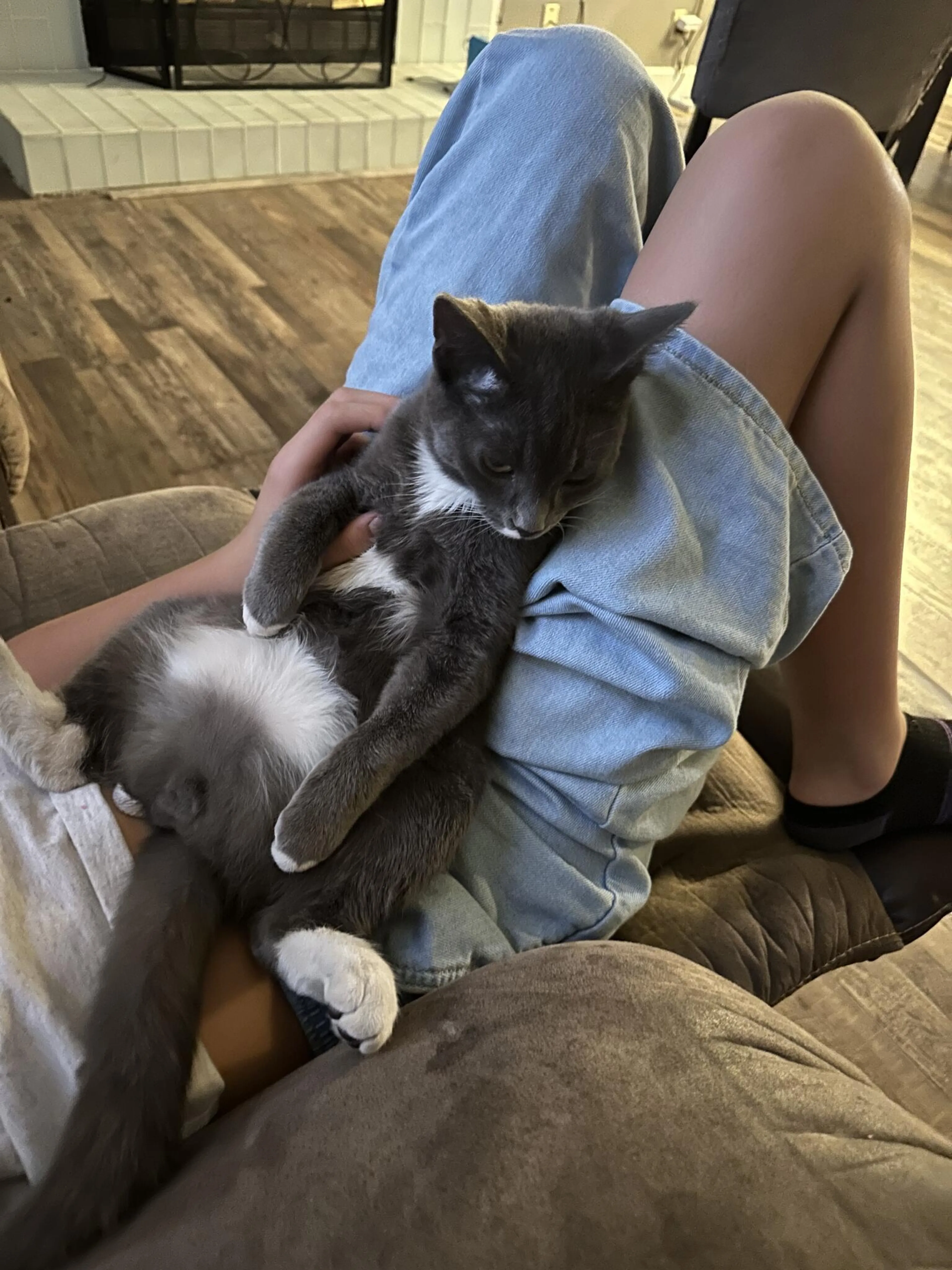 Lost pet