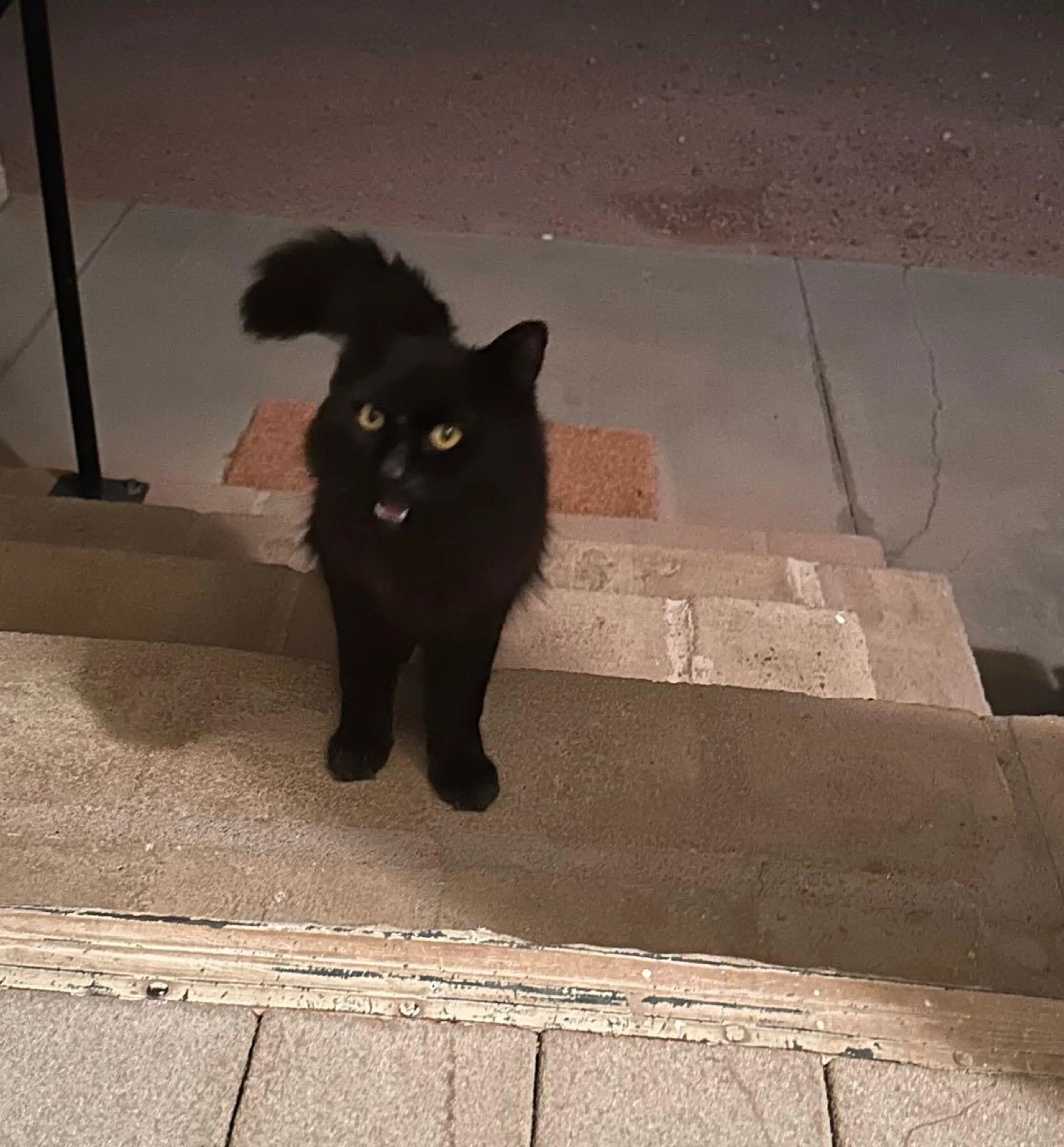 Found pet