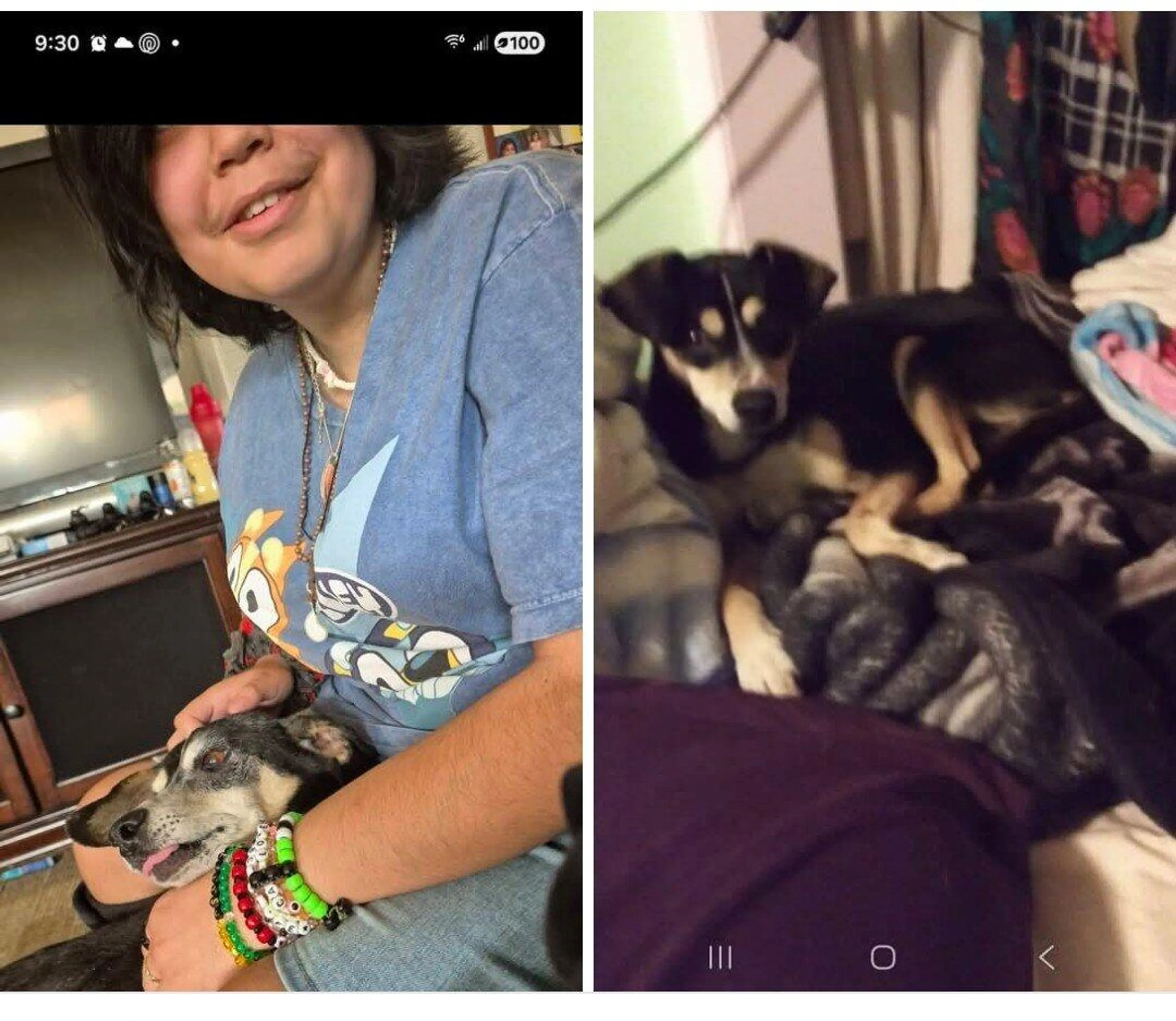 Lost pet