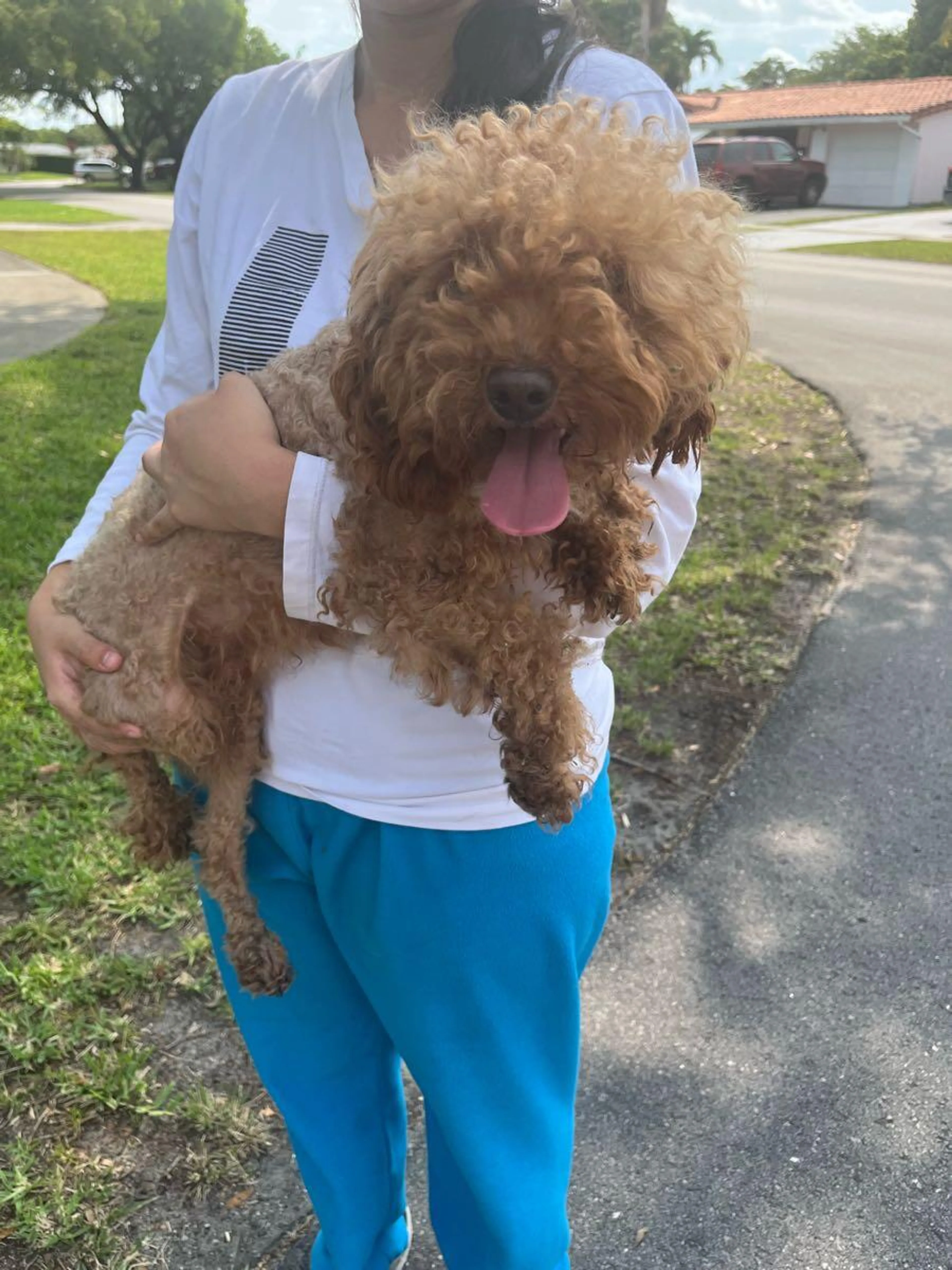 Found pet