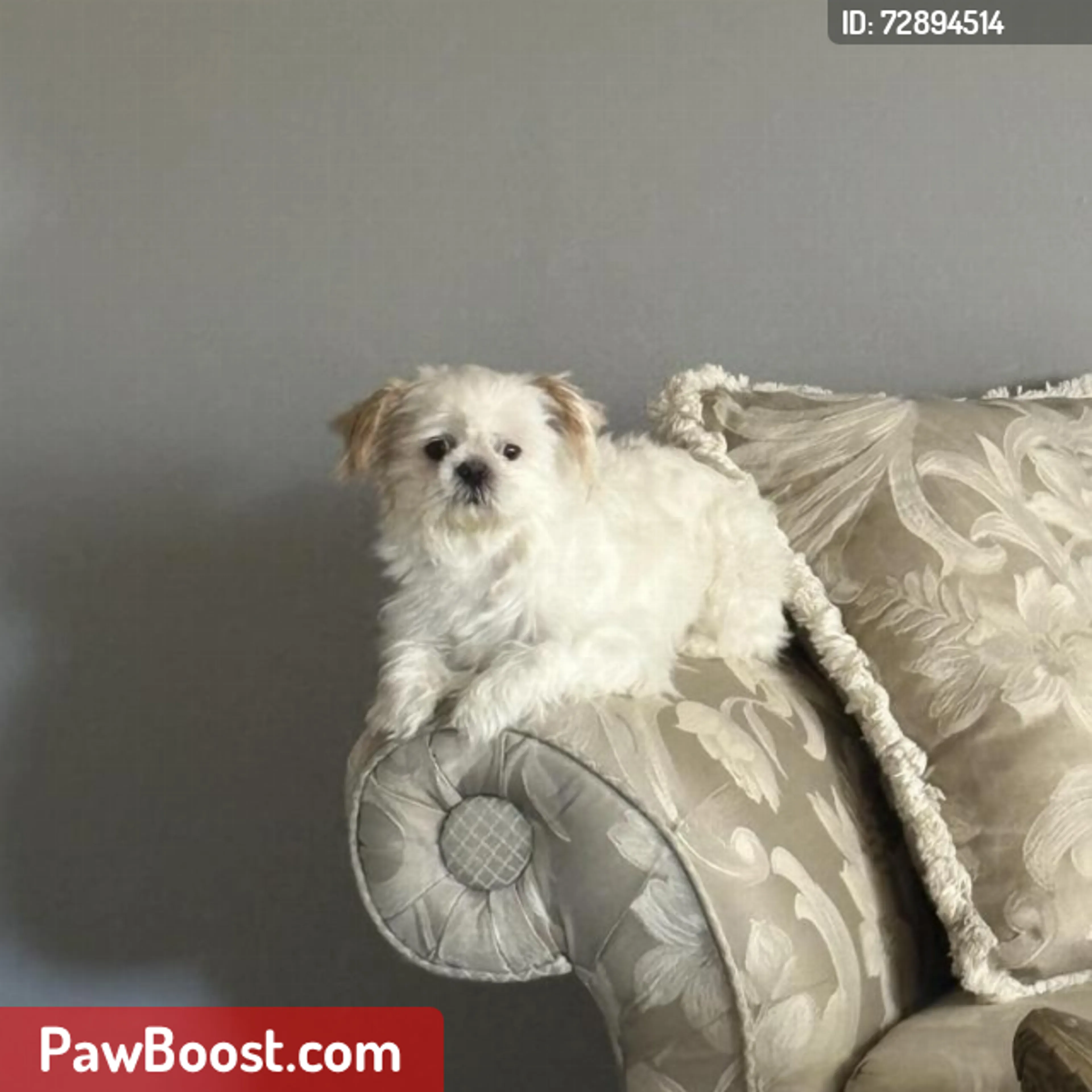 Lost pet