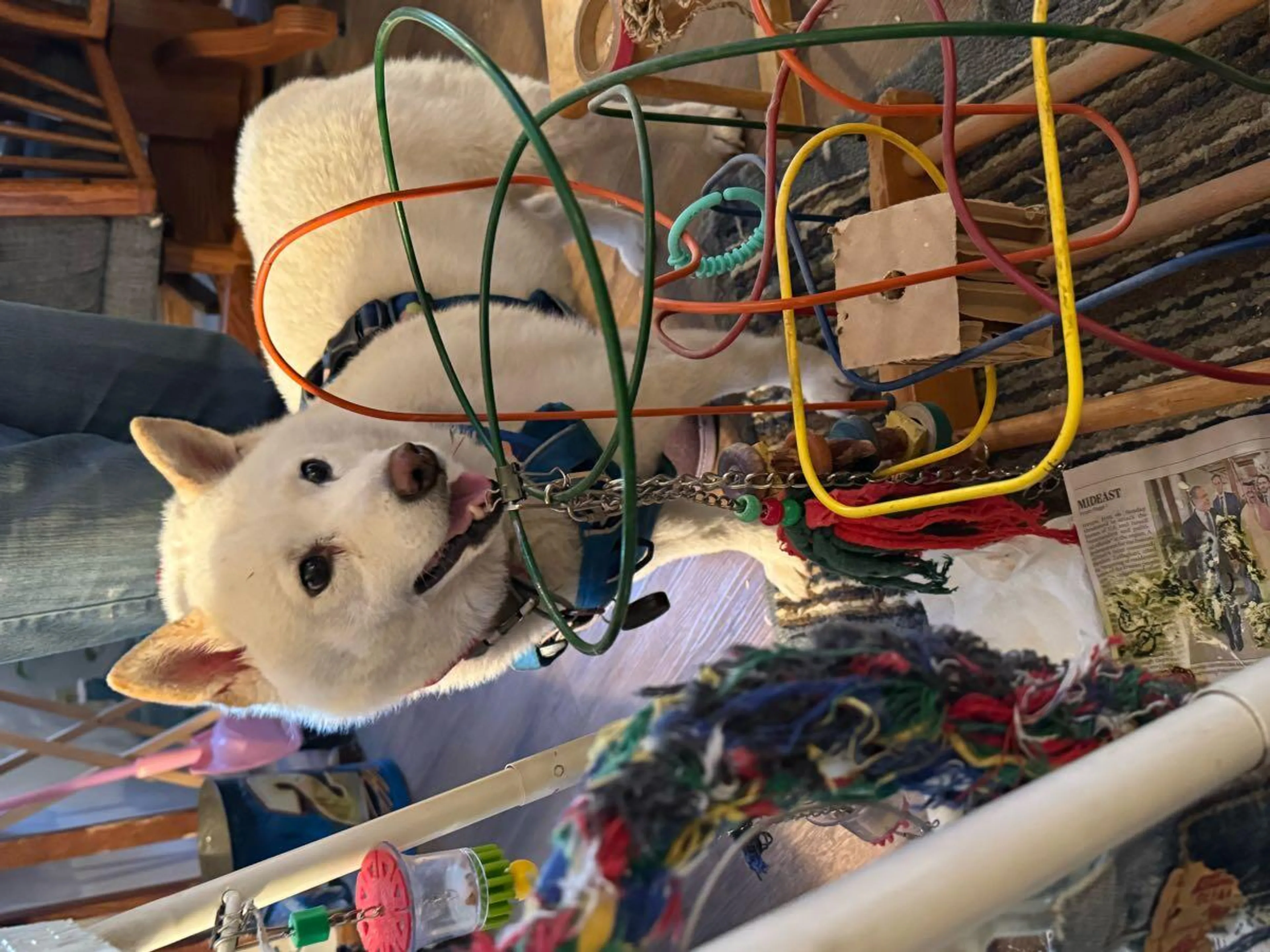 Found pet