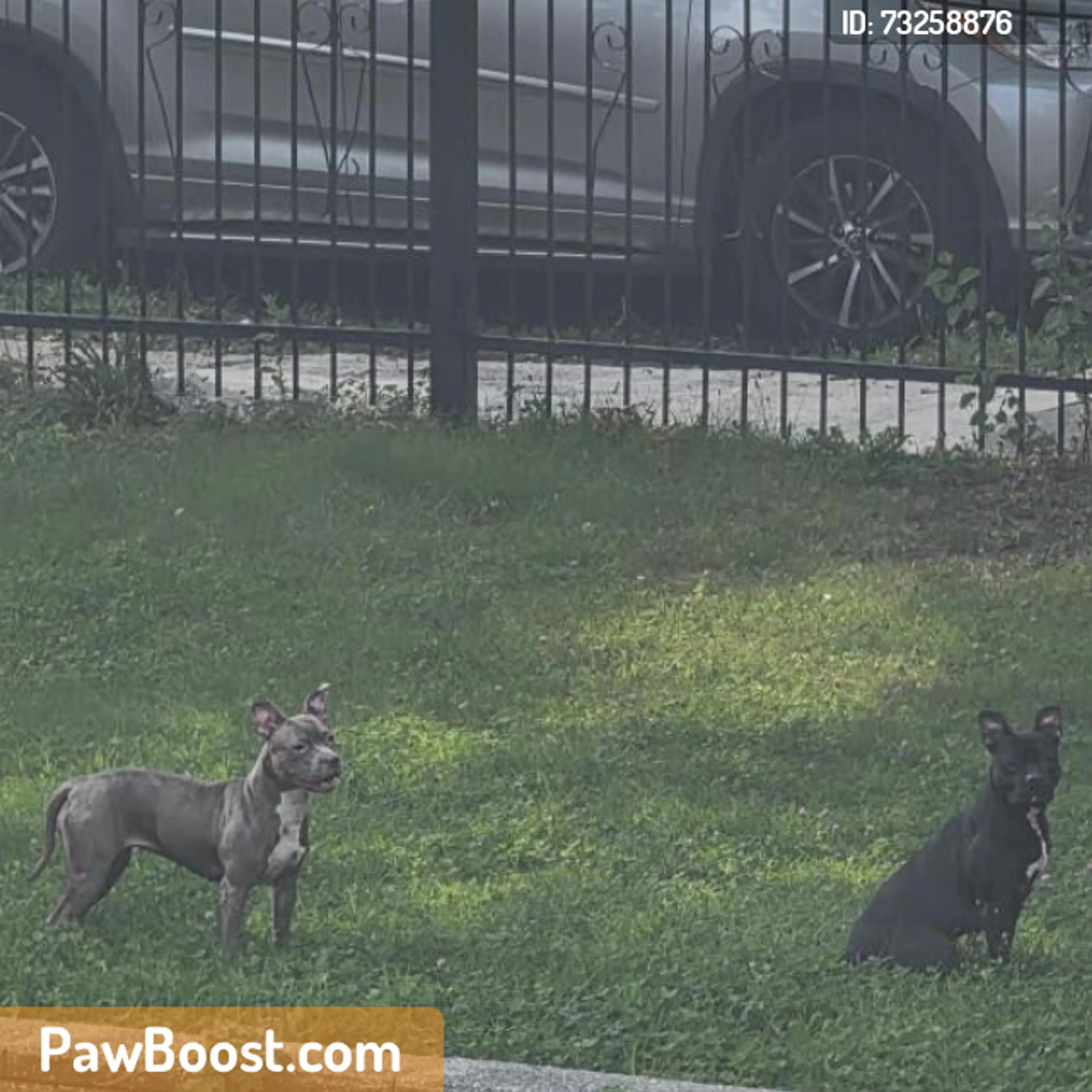 cdn image